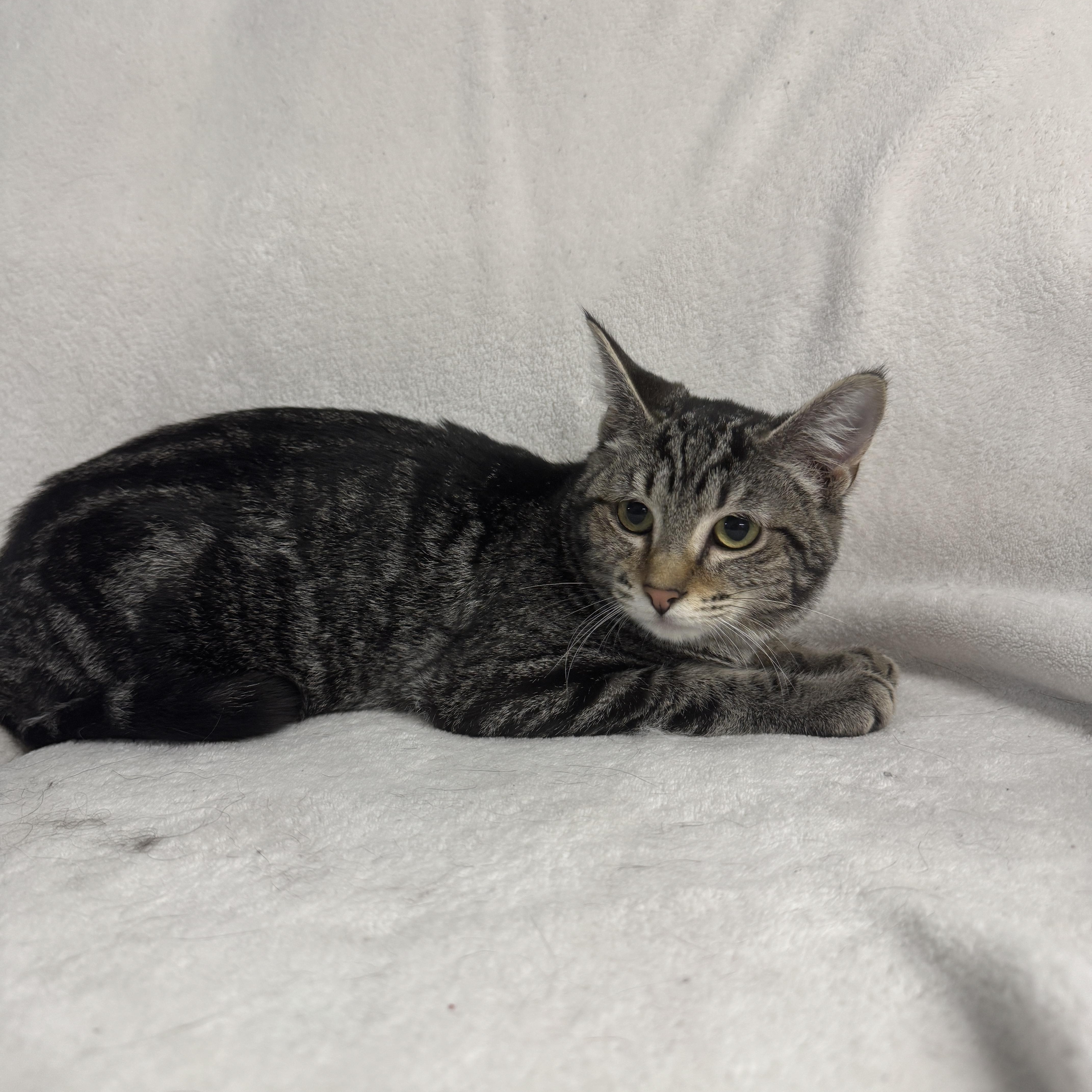 Enlarge Lolly, a Adoptable Domestic Short Hair in Auburn, NE image 3/5