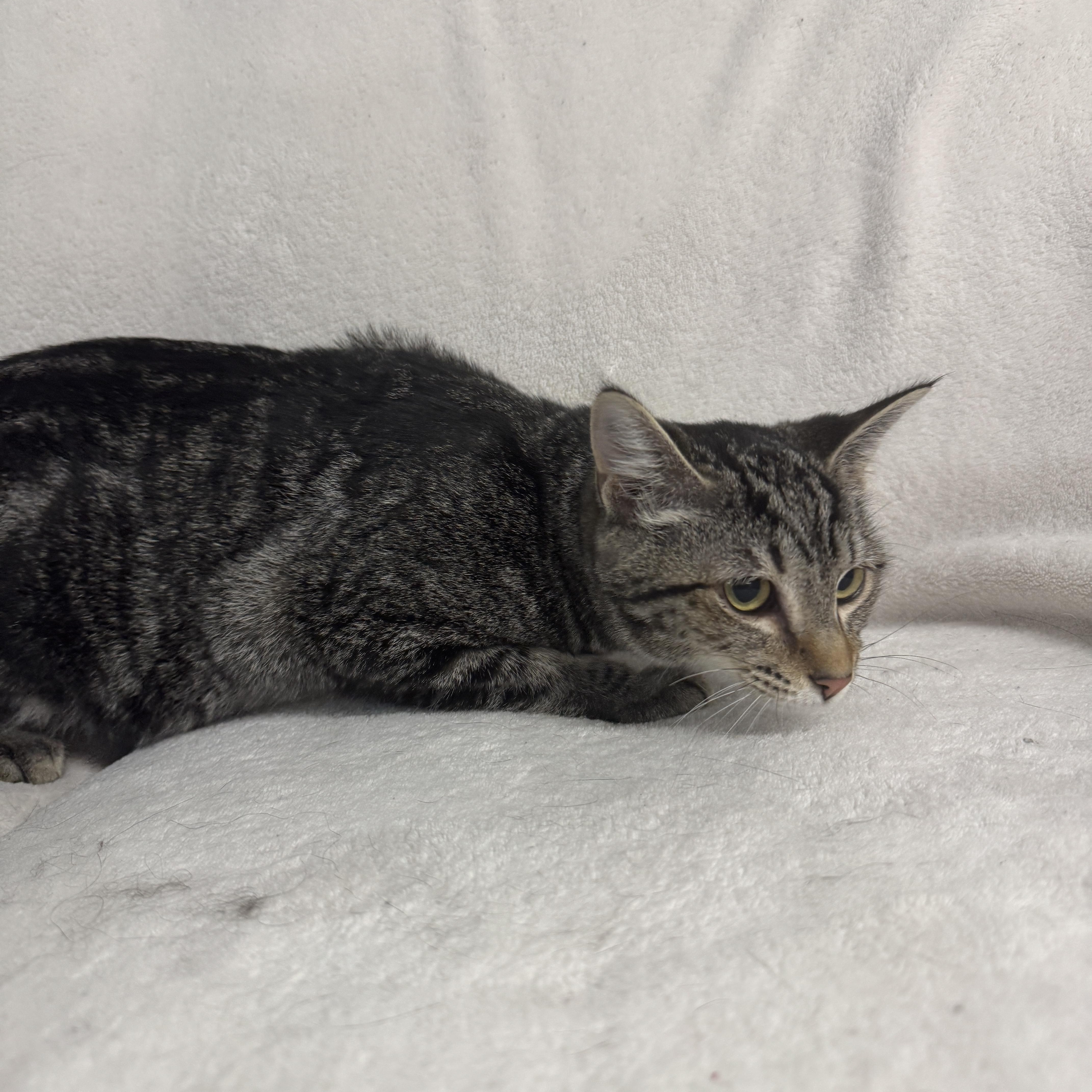 Enlarge Lolly, a Adoptable Domestic Short Hair in Auburn, NE image 4/5