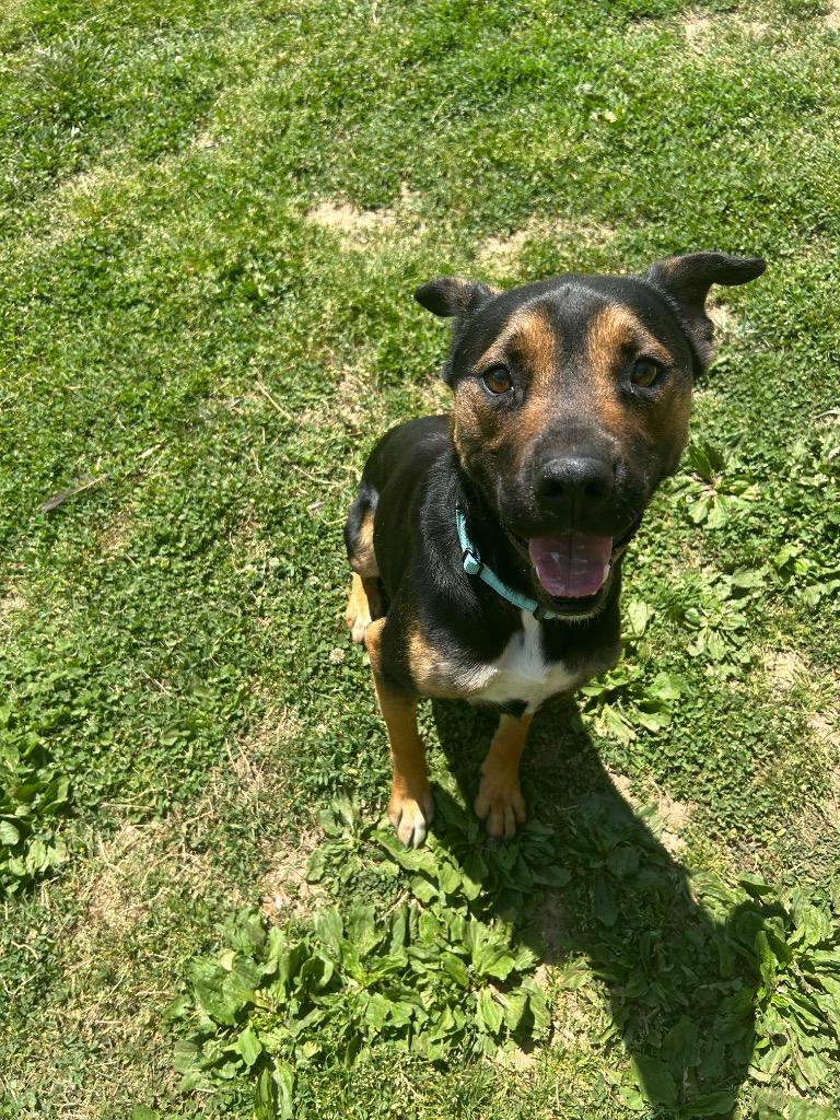 Enlarge E.T., a Adoptable mixed breed in Mineral, VA image 1/5