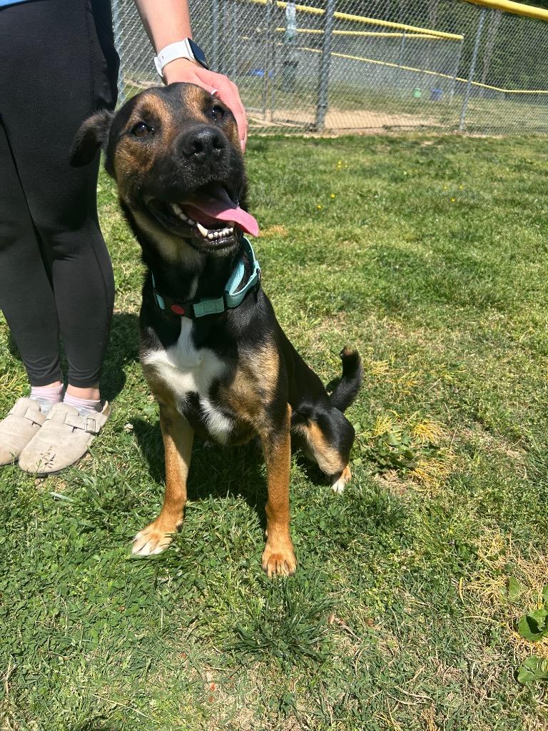 Enlarge E.T., a Adoptable mixed breed in Mineral, VA image 2/5