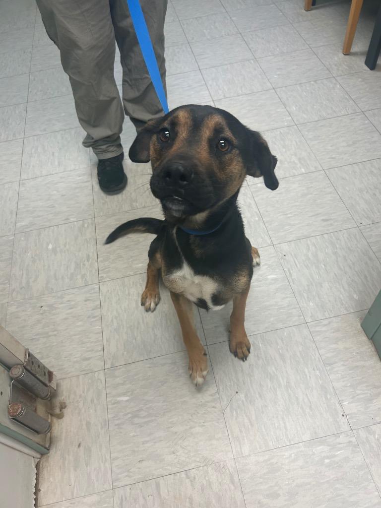 Enlarge E.T., a Adoptable mixed breed in Mineral, VA image 3/5