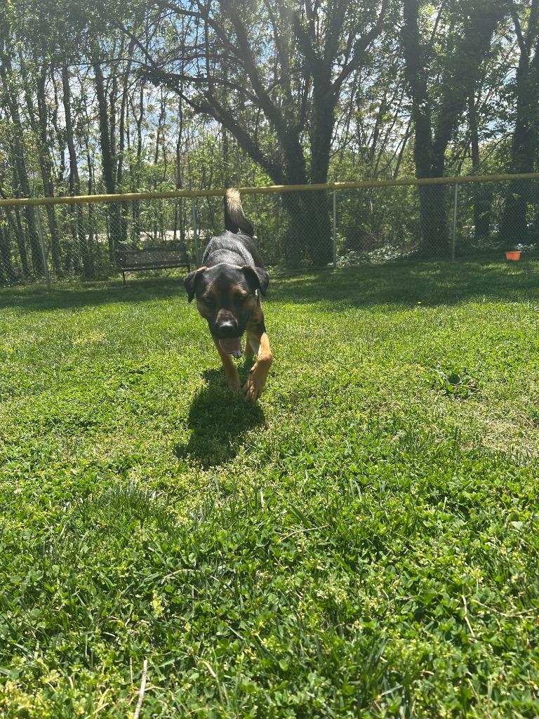 Enlarge E.T., a Adoptable mixed breed in Mineral, VA image 4/5
