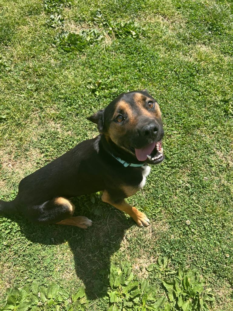 Enlarge E.T., a Adoptable mixed breed in Mineral, VA image 5/5
