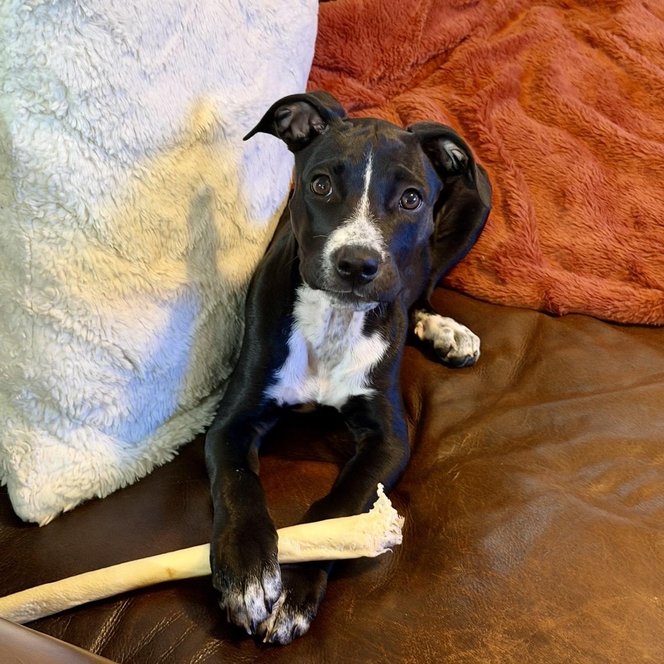 Flower, a ADOPTABLE mixed breed in Rock Hill, SC image 4/6
