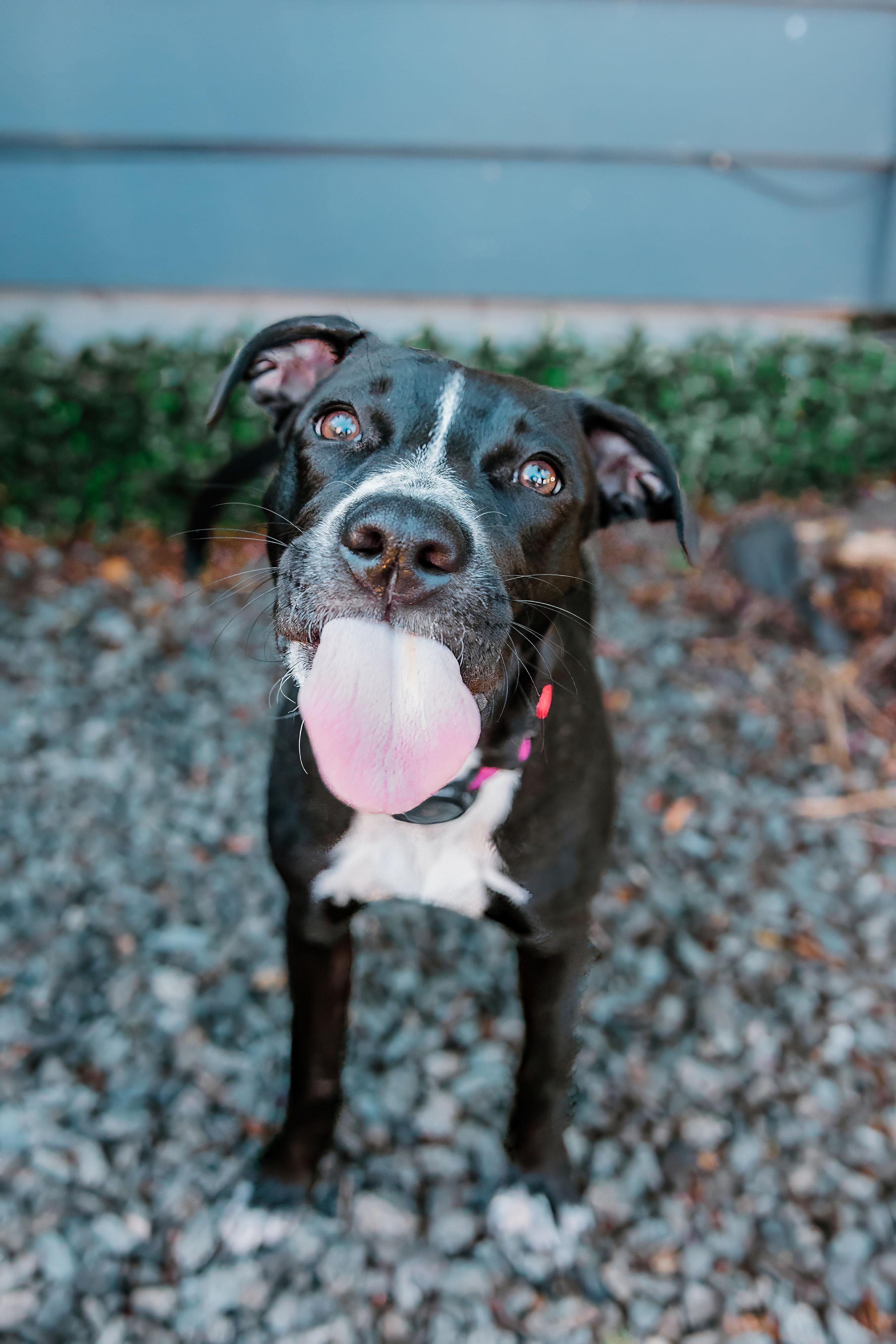 Enlarge Flower, a Adoptable mixed breed in Rock Hill, SC image 6/6