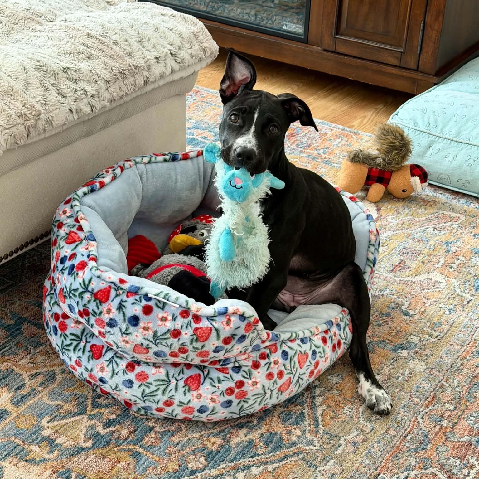 Flower, a ADOPTABLE mixed breed in Rock Hill, SC image 3/6