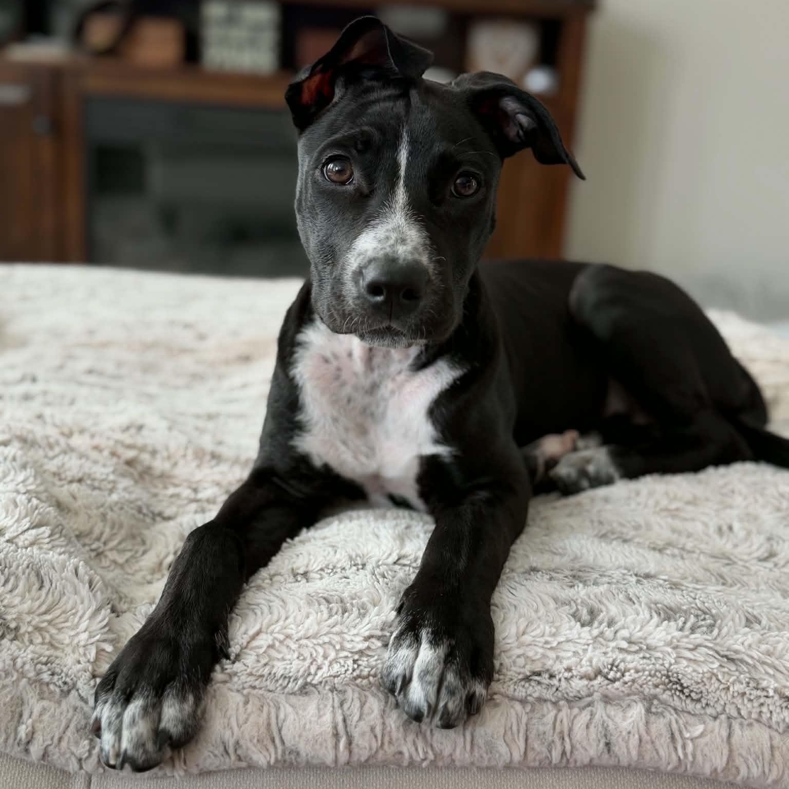 Flower, ADOPTABLE, Puppy Female Pit Bull Terrier & Mixed Breed.