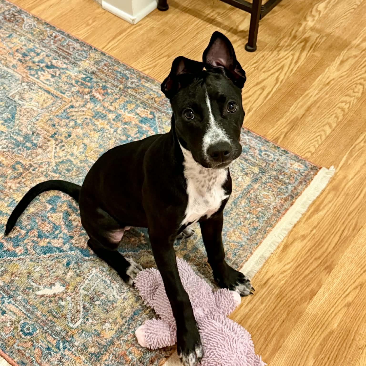 Flower, a ADOPTABLE mixed breed in Rock Hill, SC image 2/6