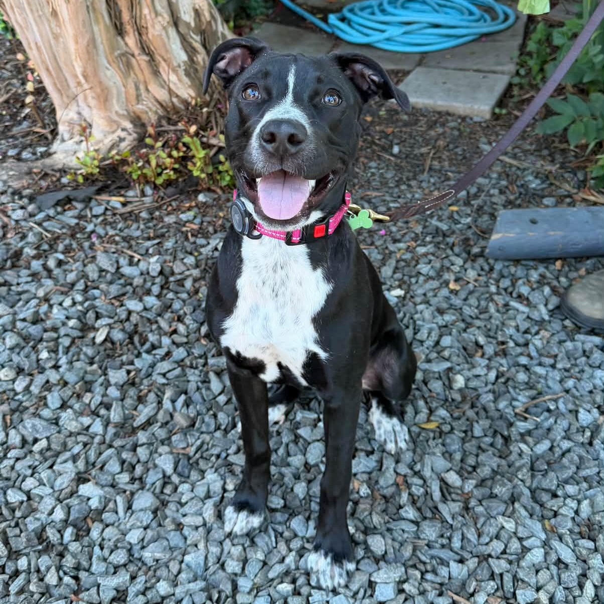Enlarge Flower, a Adoptable mixed breed in Rock Hill, SC image 2/6