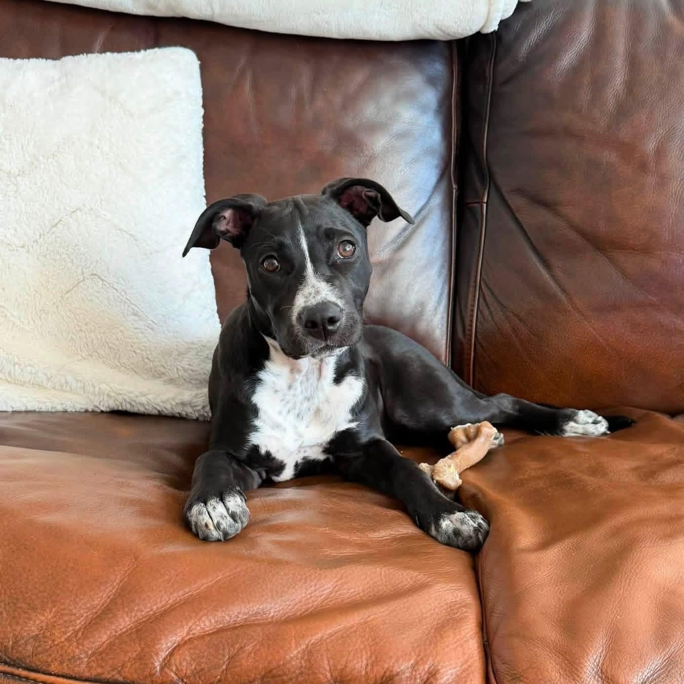 Enlarge Flower, a Adoptable mixed breed in Rock Hill, SC image 4/6
