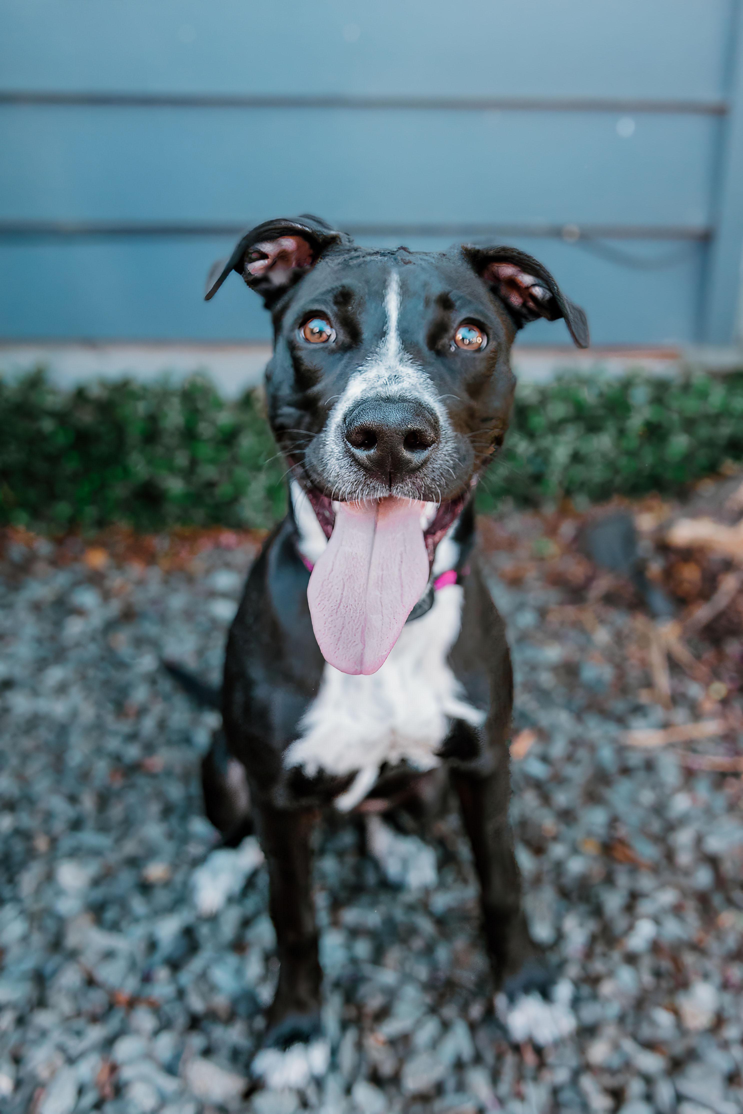 Flower, Adoptable, Puppy Female Pit Bull Terrier & Mixed Breed.