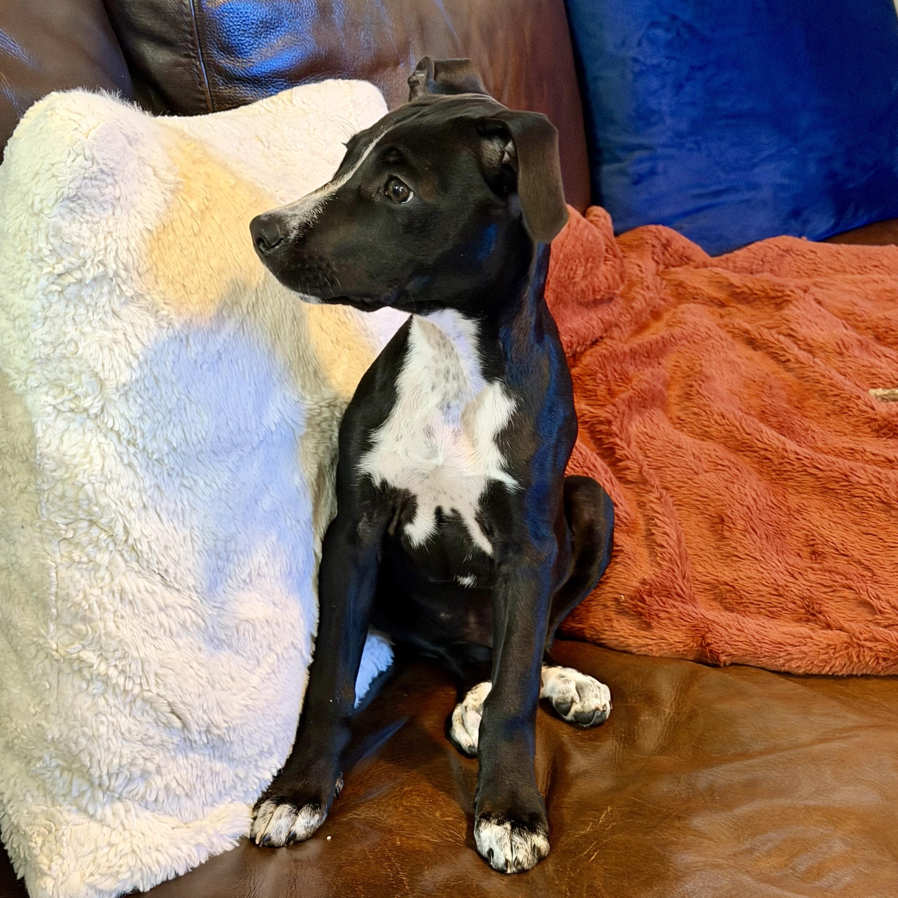 Flower, a ADOPTABLE mixed breed in Rock Hill, SC image 6/6