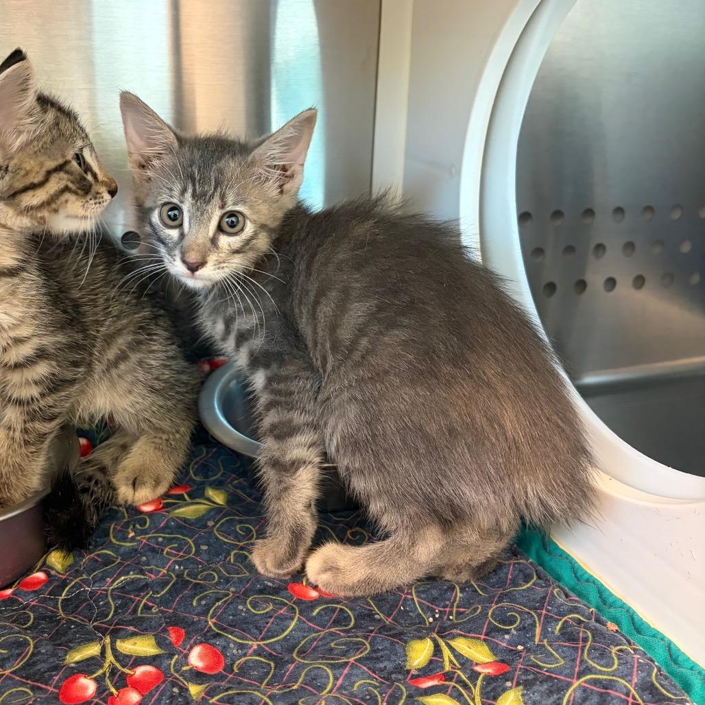 Baklava, Adoptable, Kitten Female Domestic Short Hair.