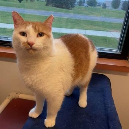 Enlarge Junior, a ADOPTABLE Domestic Short Hair in Rochester, MN image 2/3