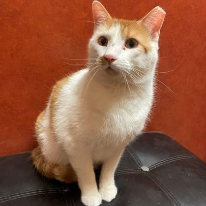 Enlarge Junior, a ADOPTABLE Domestic Short Hair in Rochester, MN image 1/1