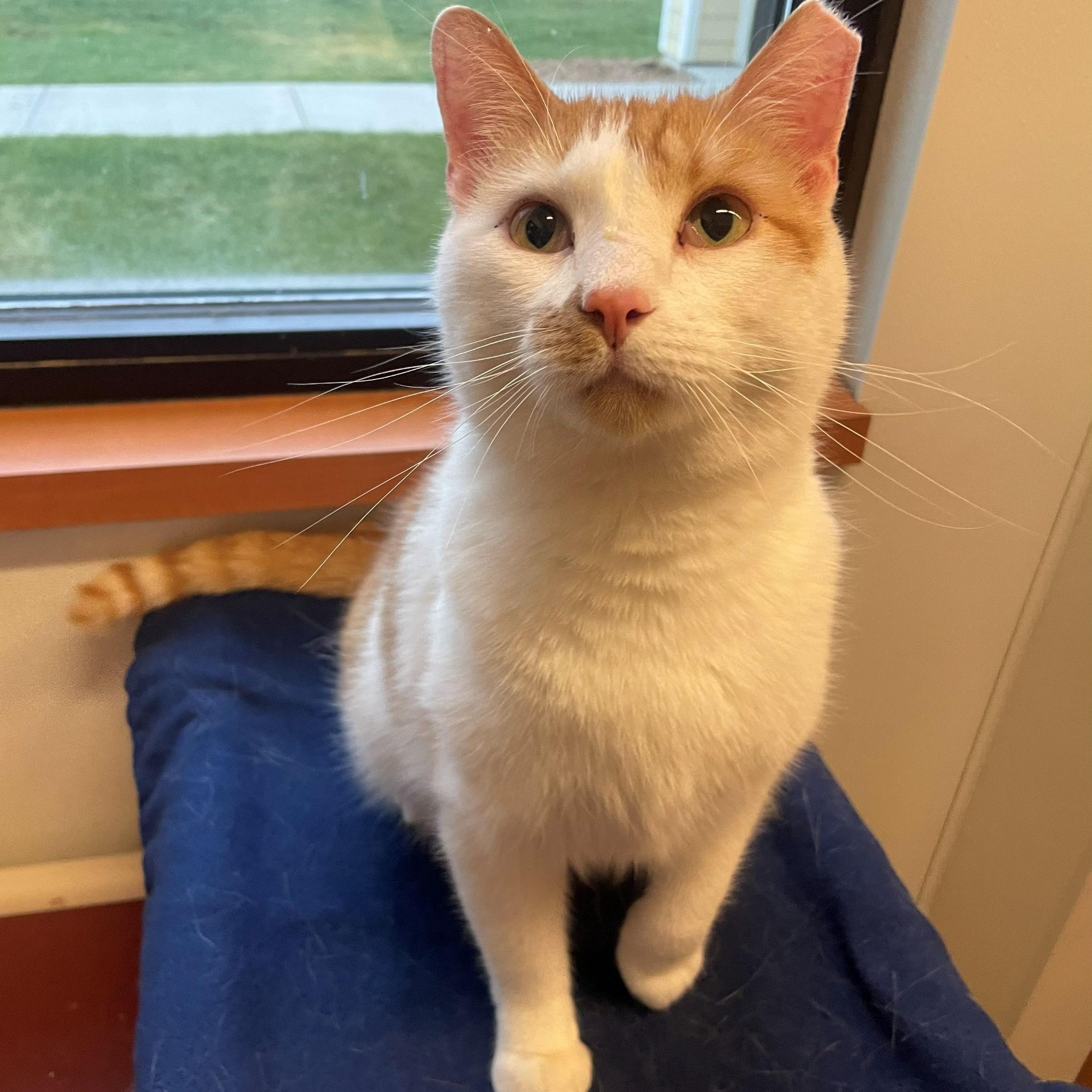 Enlarge Junior, a ADOPTABLE Domestic Short Hair in Rochester, MN image 1/3