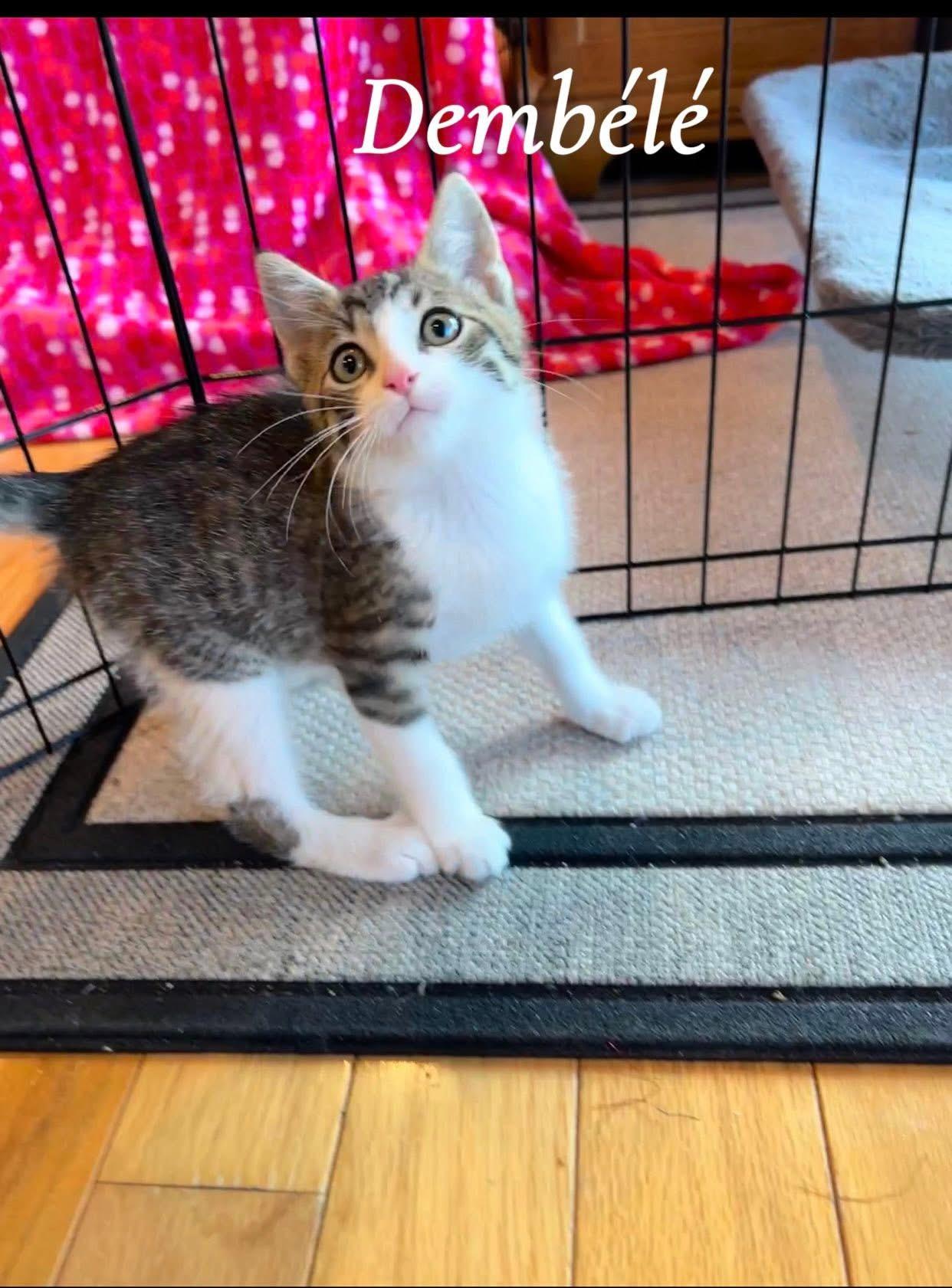 Dembele, an adopted Domestic Short Hair in Saginaw, MI image 3/4