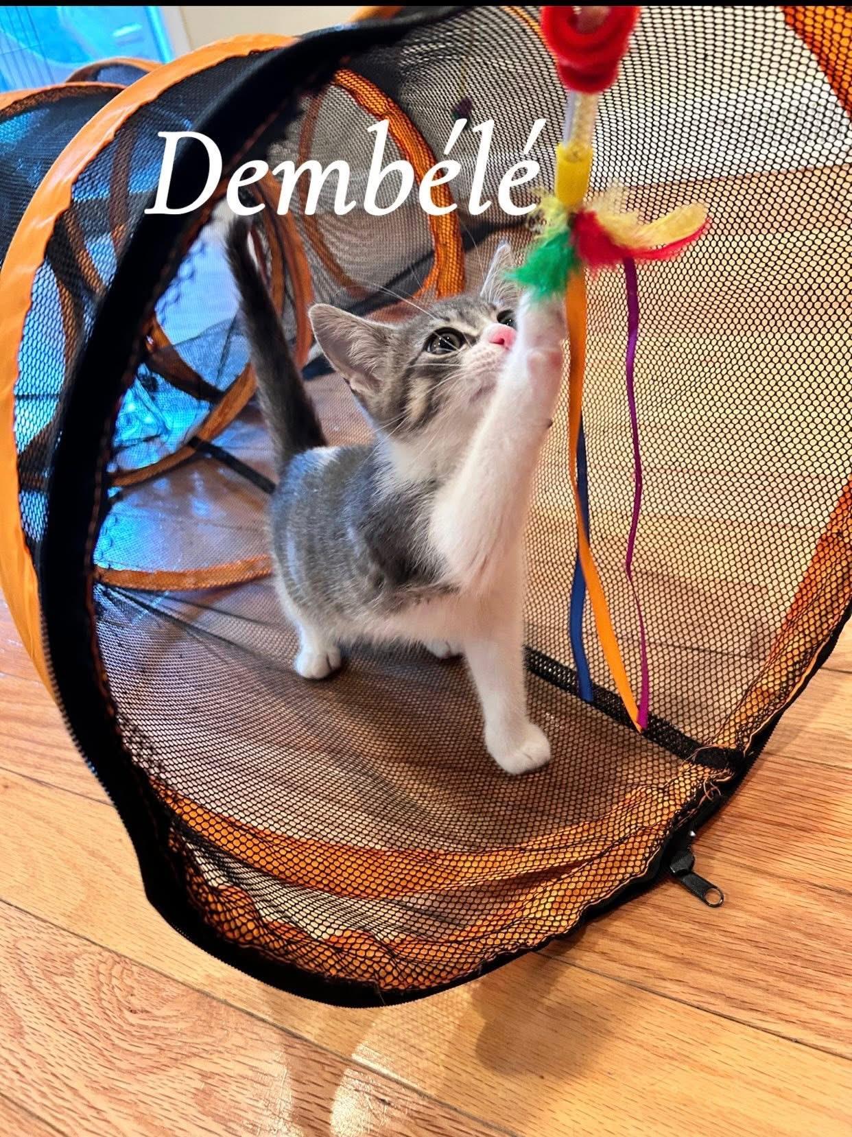 Dembele, an adopted Domestic Short Hair in Saginaw, MI image 2/4