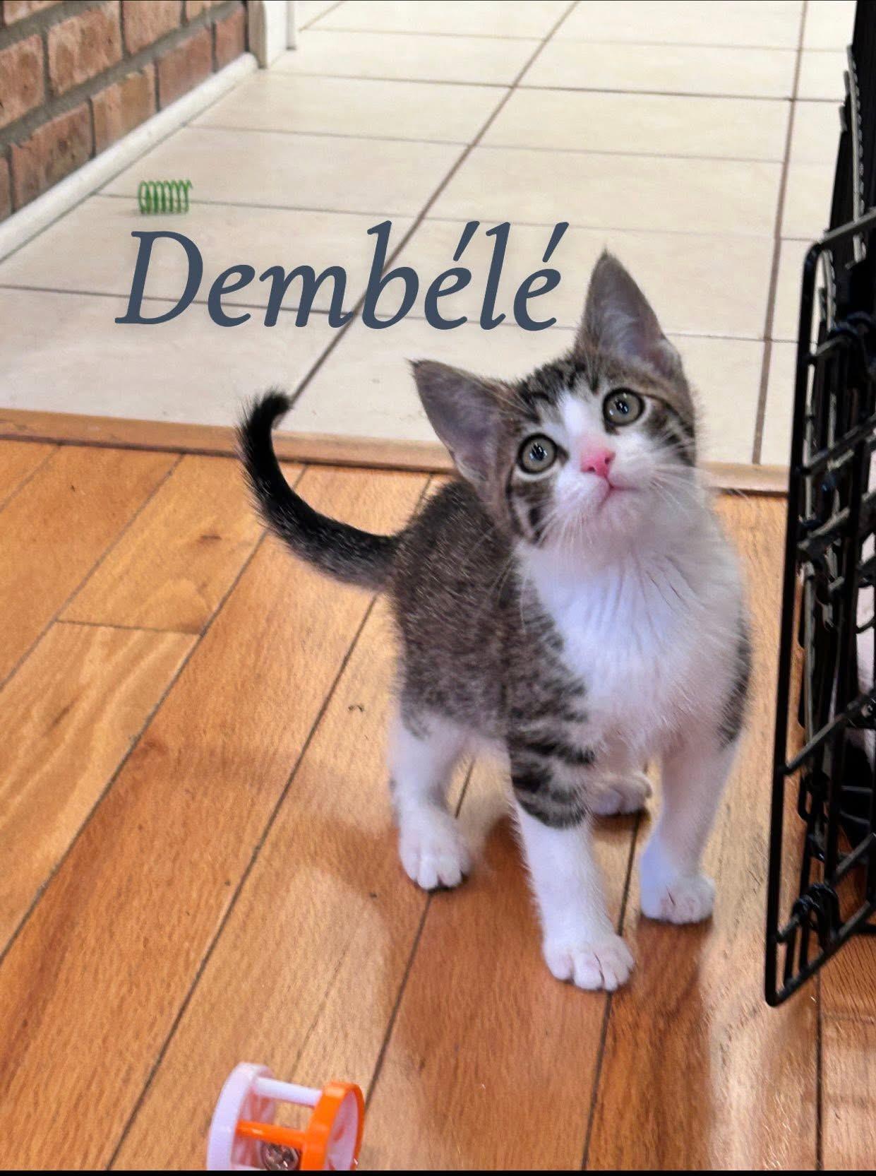 Dembele, adopted, Kitten Male Domestic Short Hair.