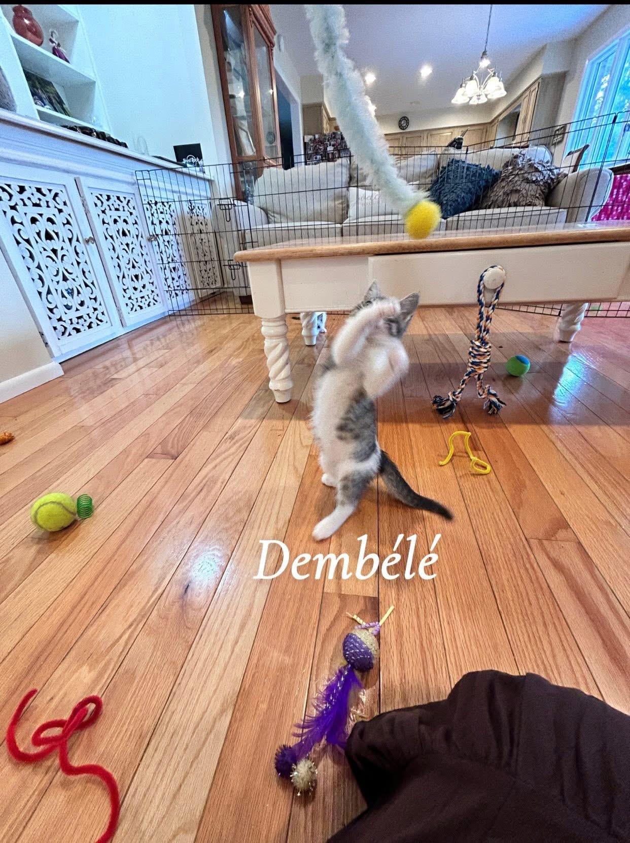 Dembele, an adopted Domestic Short Hair in Saginaw, MI image 4/4