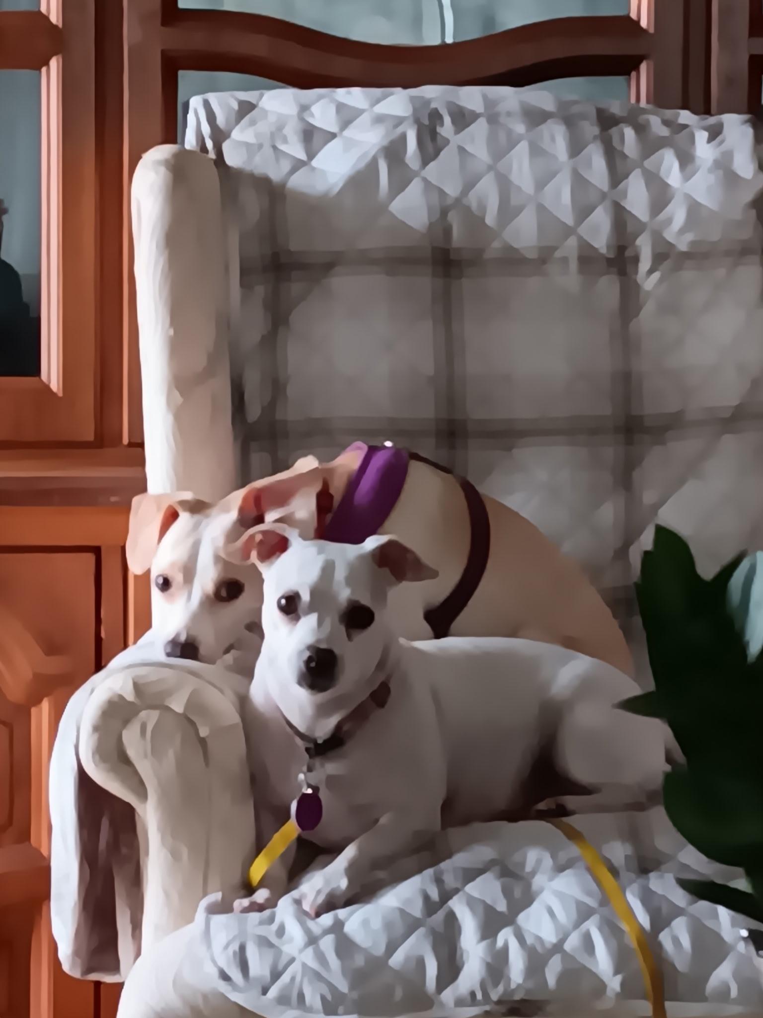 Ebby (F) & Mack (M), a ADOPTABLE mixed breed in Manahawkin, NJ image 2/3