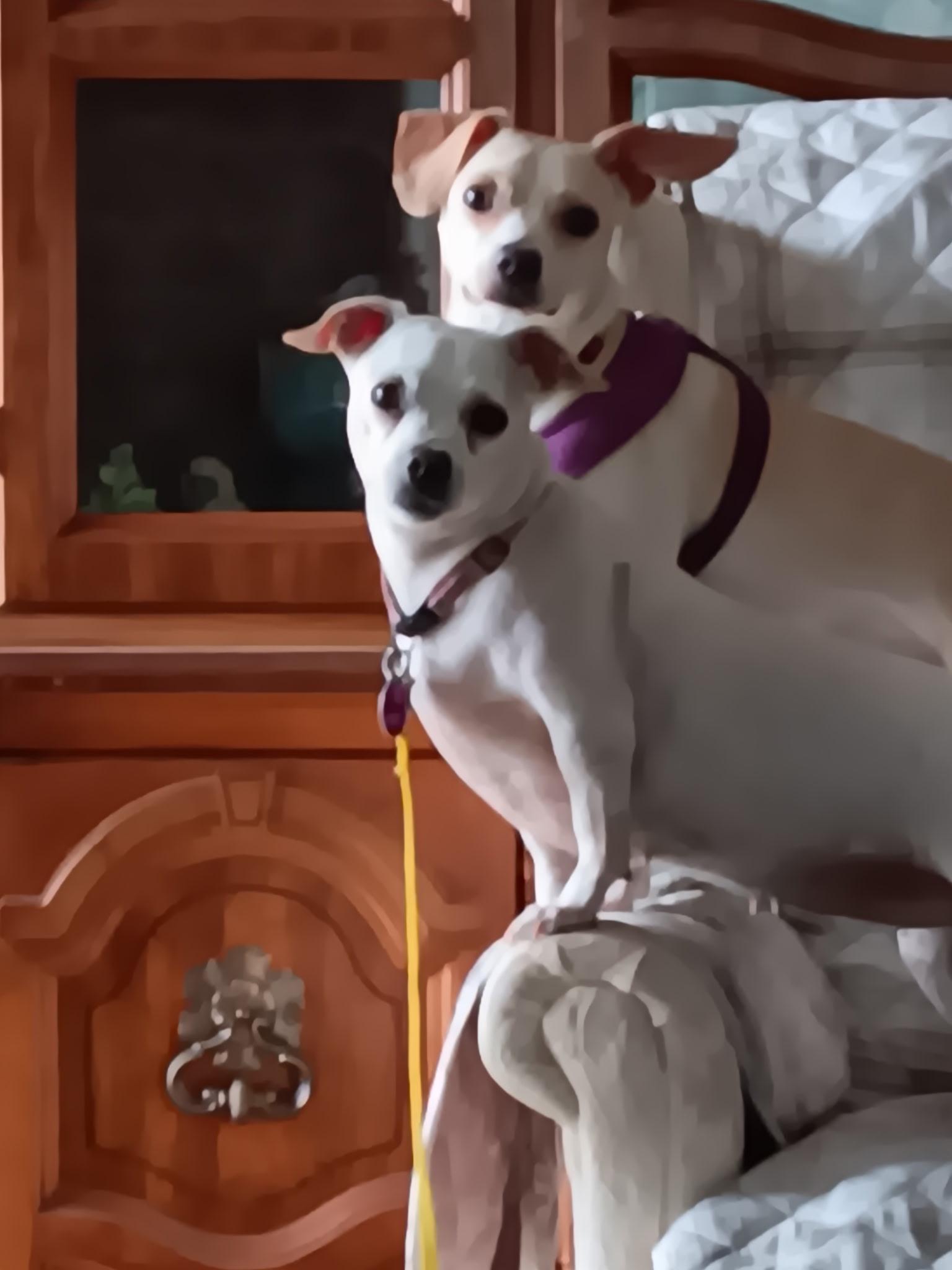 Ebby (F) & Mack (M), a ADOPTABLE mixed breed in Manahawkin, NJ image 1/3