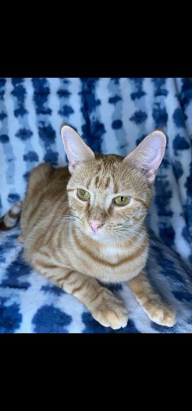 Jade, Adult Female Tabby