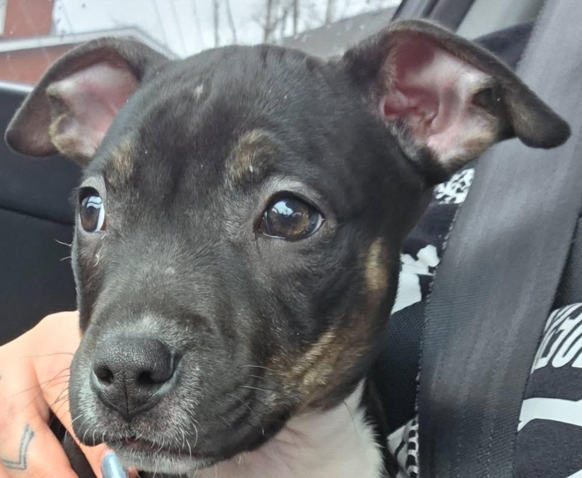 DAIRY MILK, Adopted, Puppy Female Border Collie & American Bulldog.