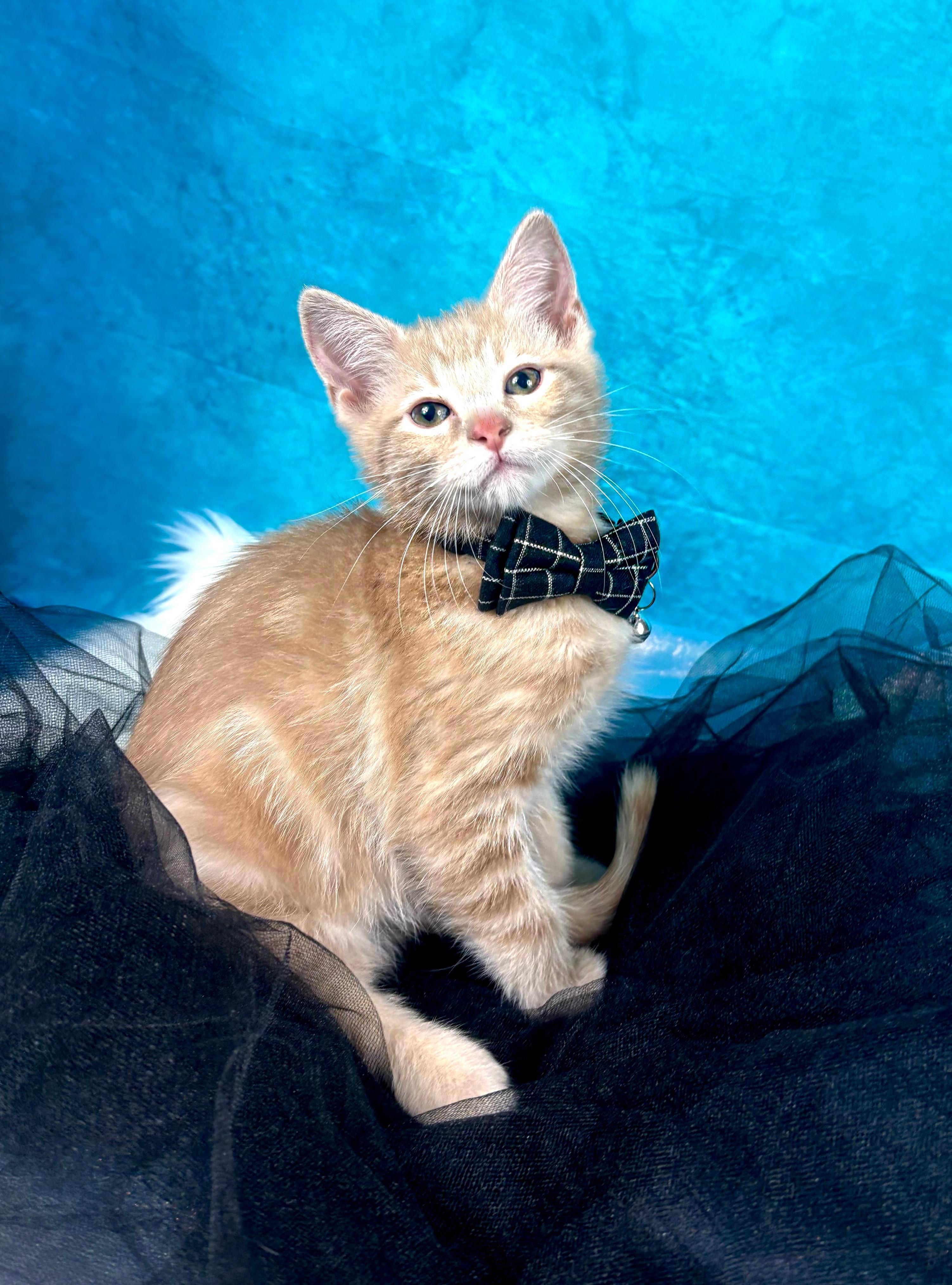 Enlarge Coast, an adoptable Domestic Short Hair in Webster, TX image 2/3
