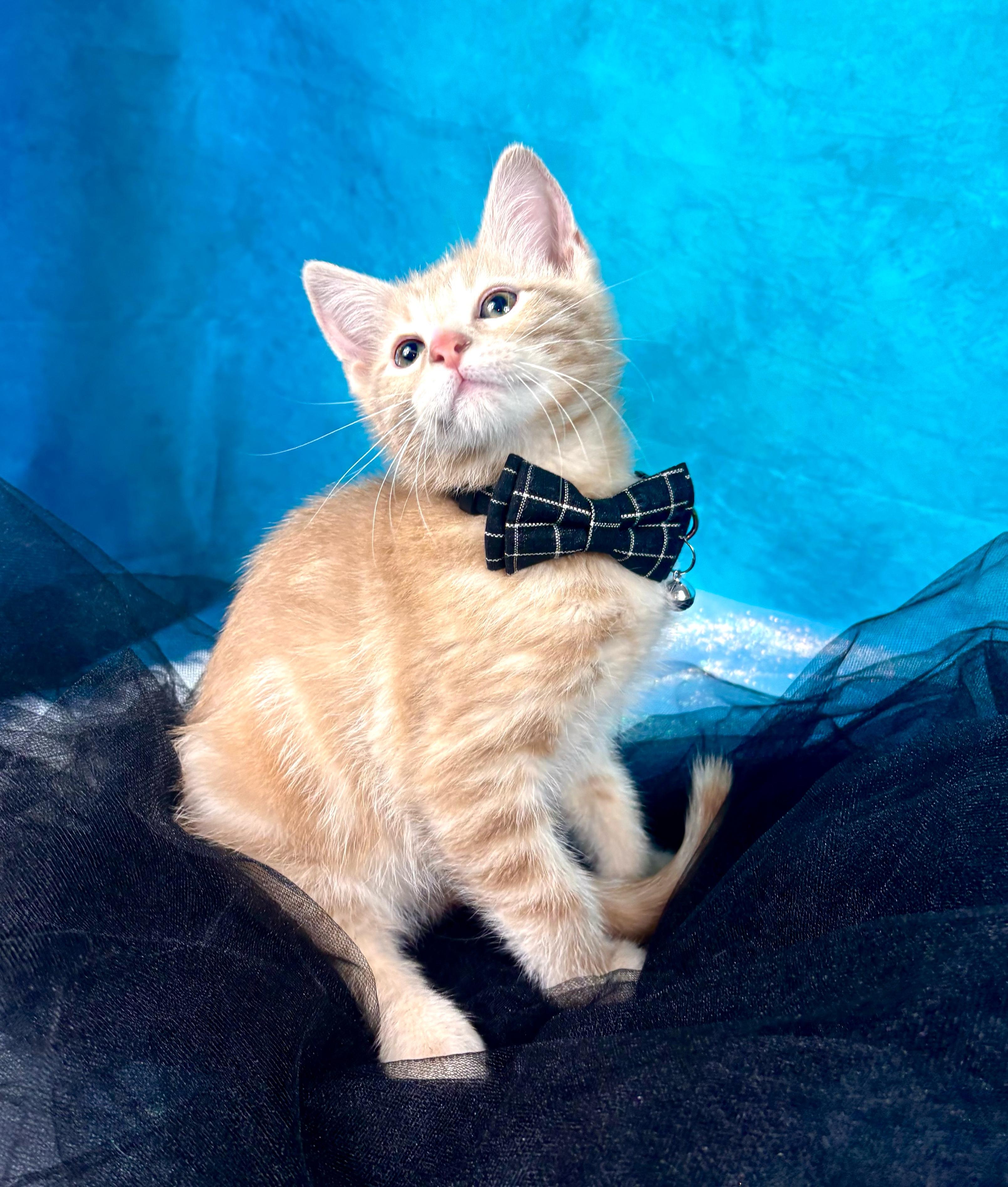 Enlarge Coast, an adoptable Domestic Short Hair in Webster, TX image 3/3