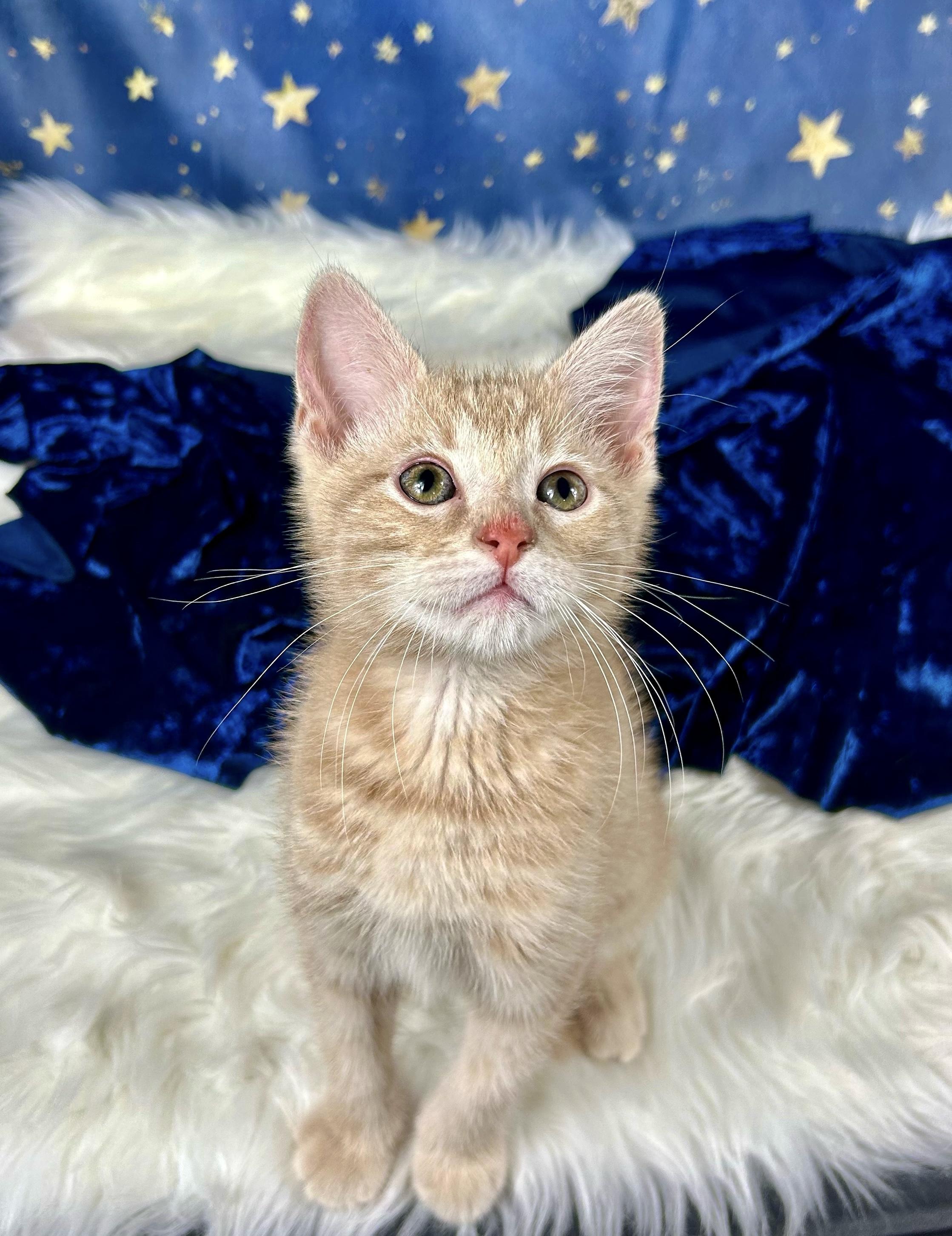 Coast, adoptable, Kitten Male Domestic Short Hair.
