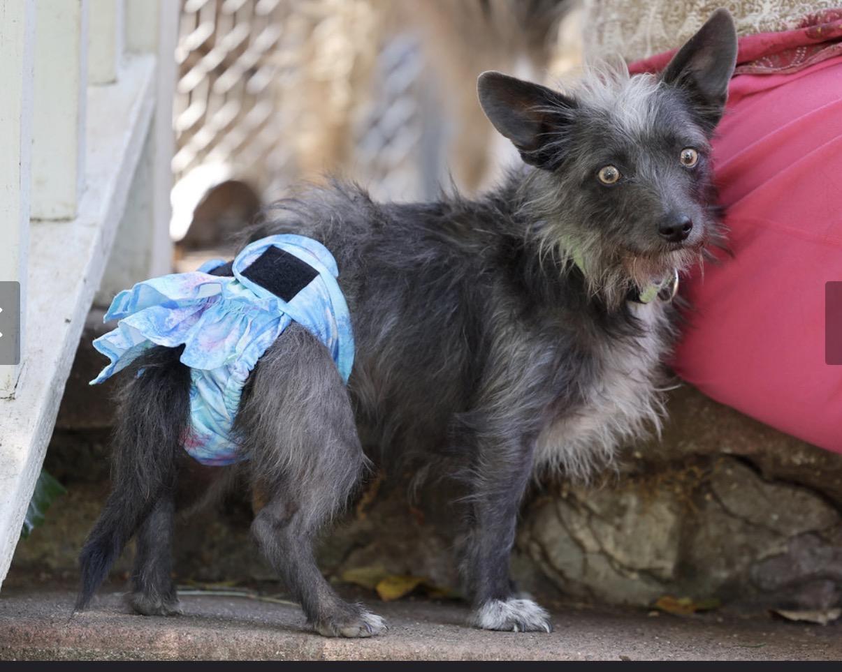 Enlarge Lulu, an adopted mixed breed in Dublin, CA image 6/6
