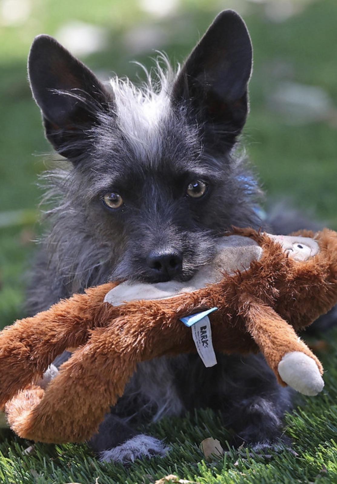 Enlarge Lulu, an adopted mixed breed in Dublin, CA image 4/6