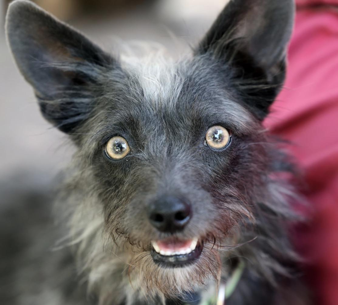 Enlarge Lulu, an adopted mixed breed in Dublin, CA image 2/6