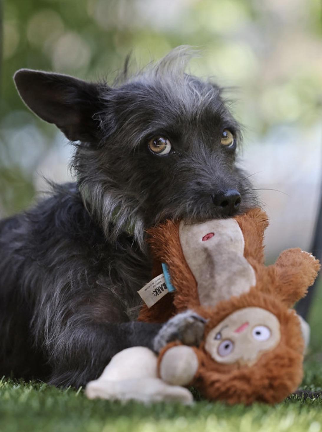 Enlarge Lulu, an adopted mixed breed in Dublin, CA image 1/6