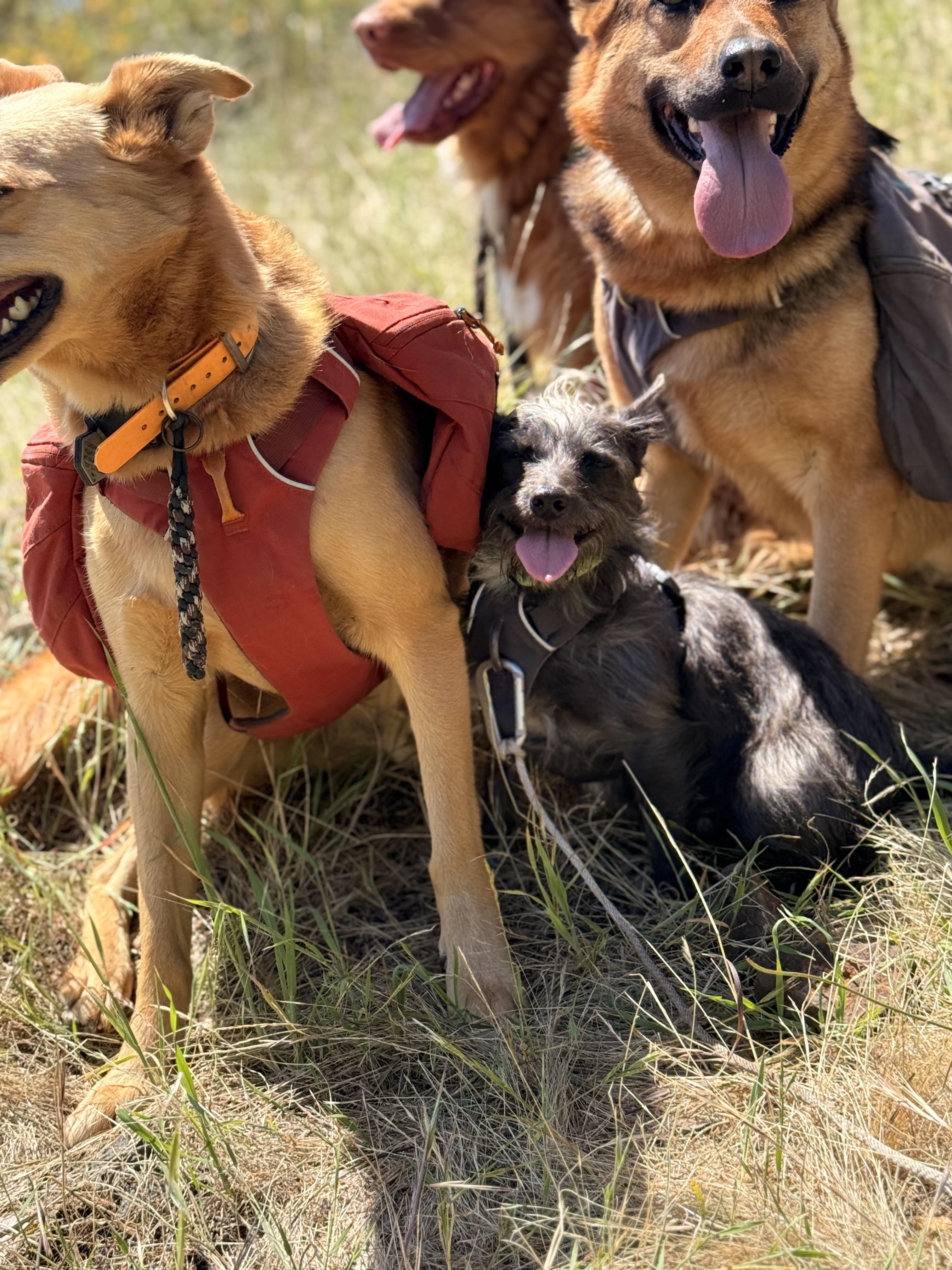 Enlarge Lulu, an adopted mixed breed in Dublin, CA image 5/6