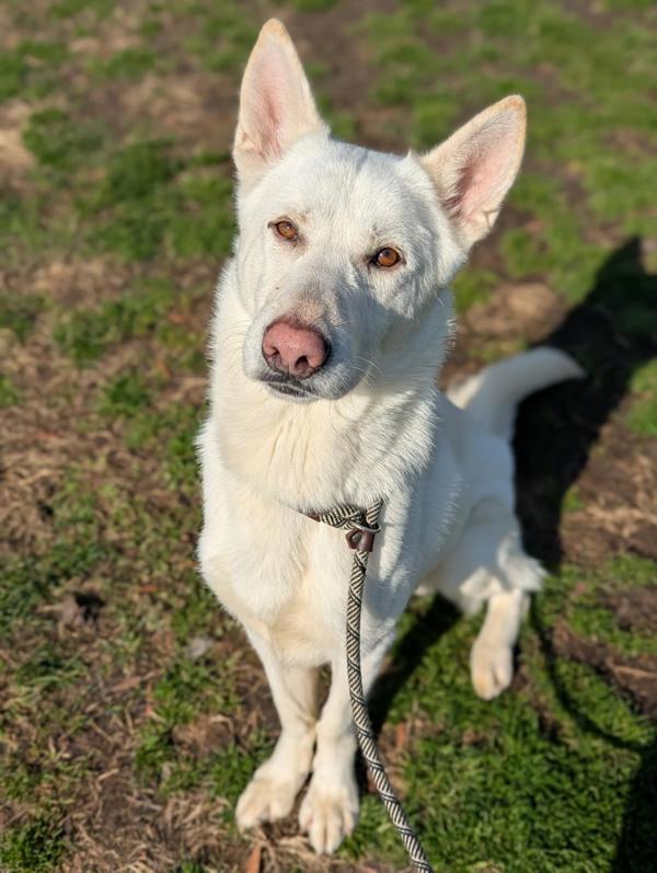 Enlarge Lik-a-Stix, a Adoptable mixed breed in Richmond, VA image 1/4