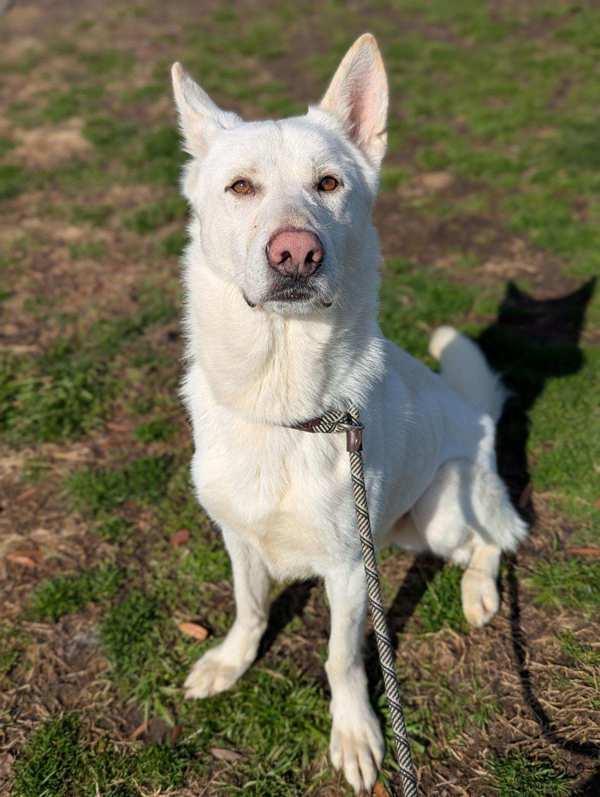 Enlarge Lik-a-Stix, a Adoptable mixed breed in Richmond, VA image 2/4