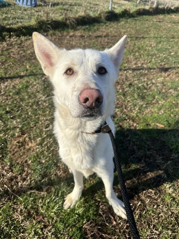 Enlarge Lik-a-Stix, a Adoptable mixed breed in Richmond, VA image 3/4