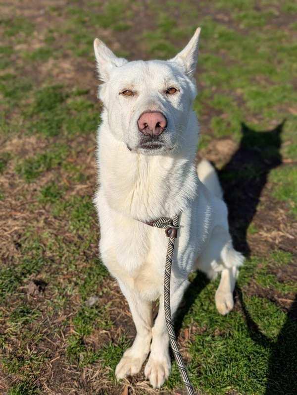 Enlarge Lik-a-Stix, a Adoptable mixed breed in Richmond, VA image 4/4