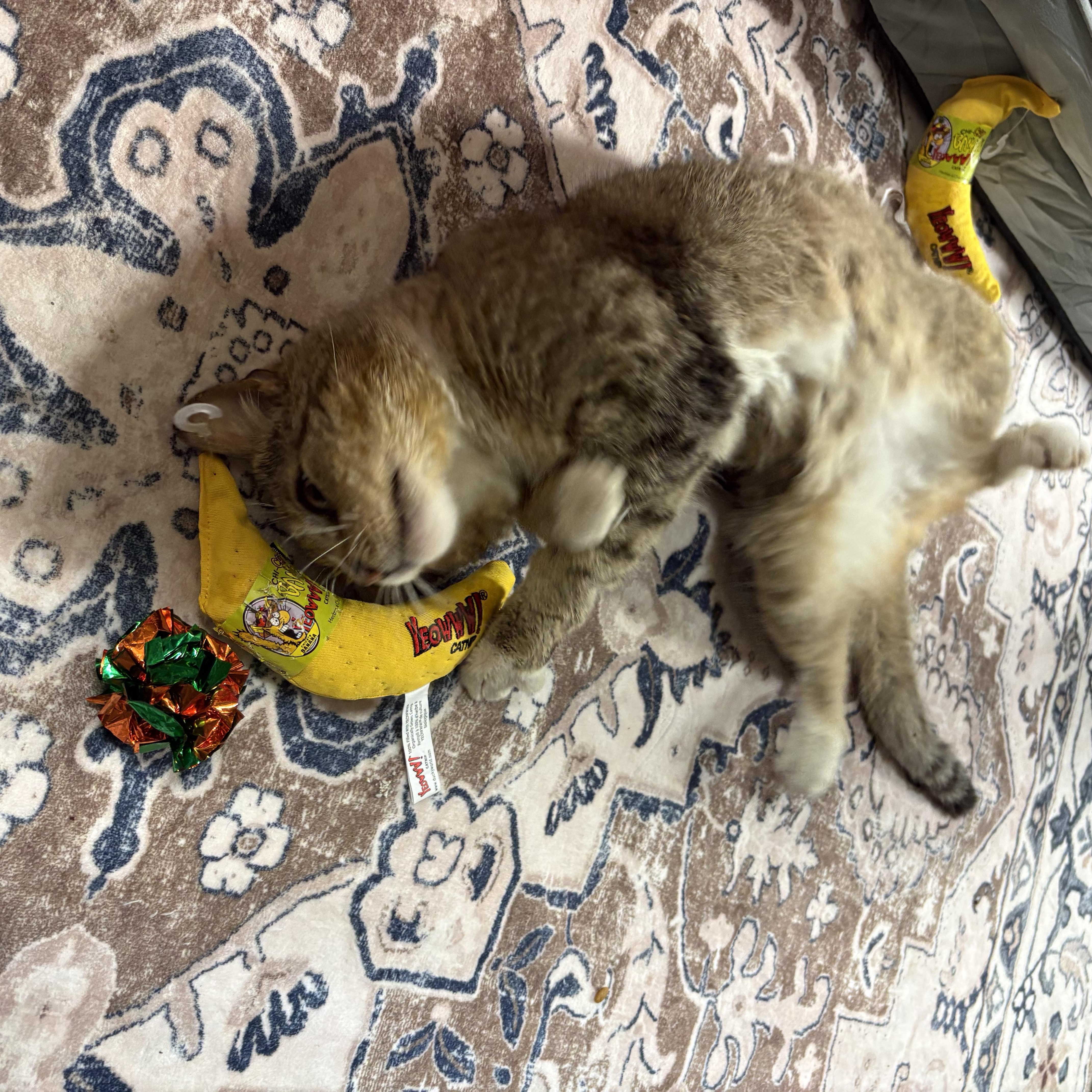 Enlarge Junior, a ADOPTABLE Domestic Short Hair in Thomaston, CT image 1/6