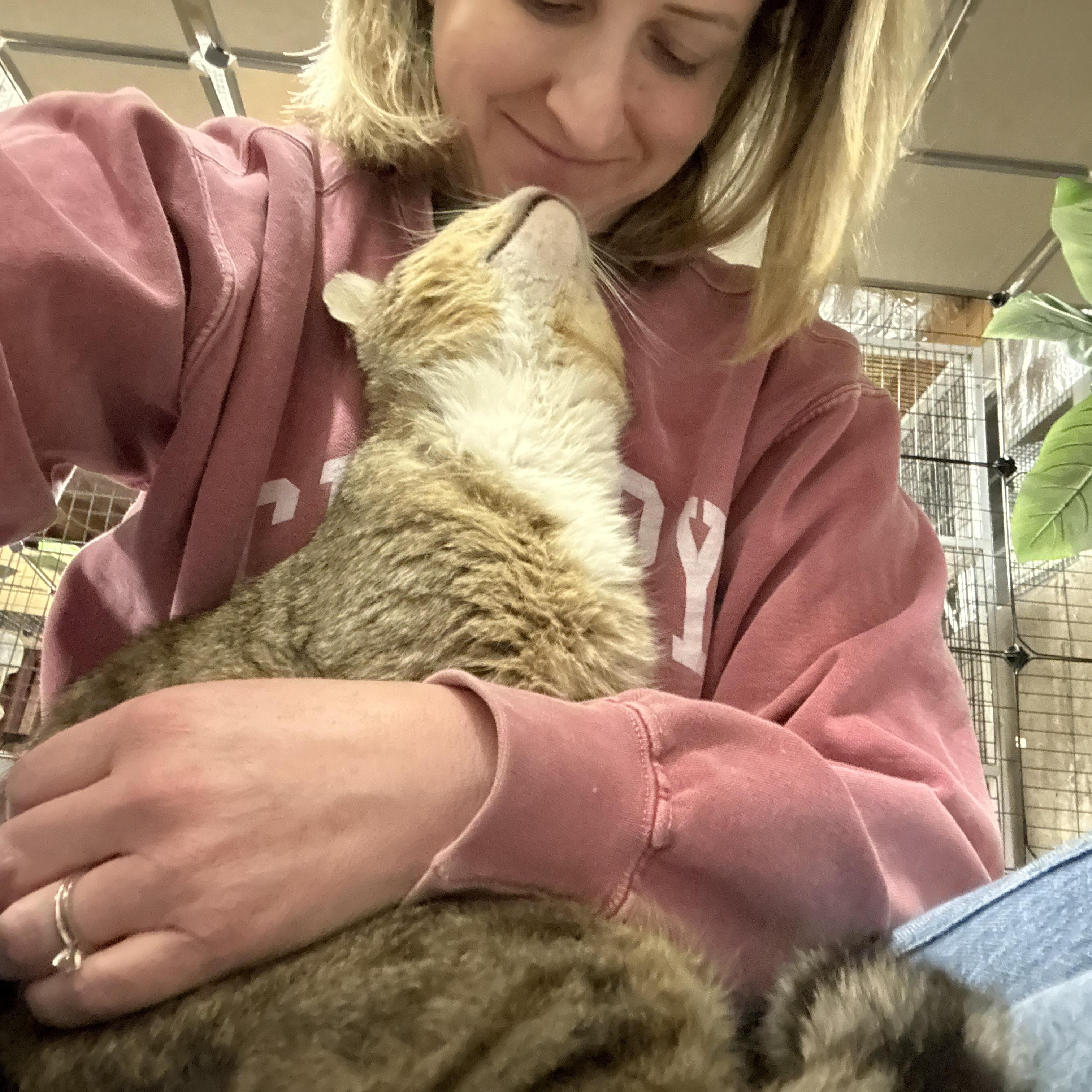 Enlarge Junior, a ADOPTABLE Domestic Short Hair in Thomaston, CT image 3/6