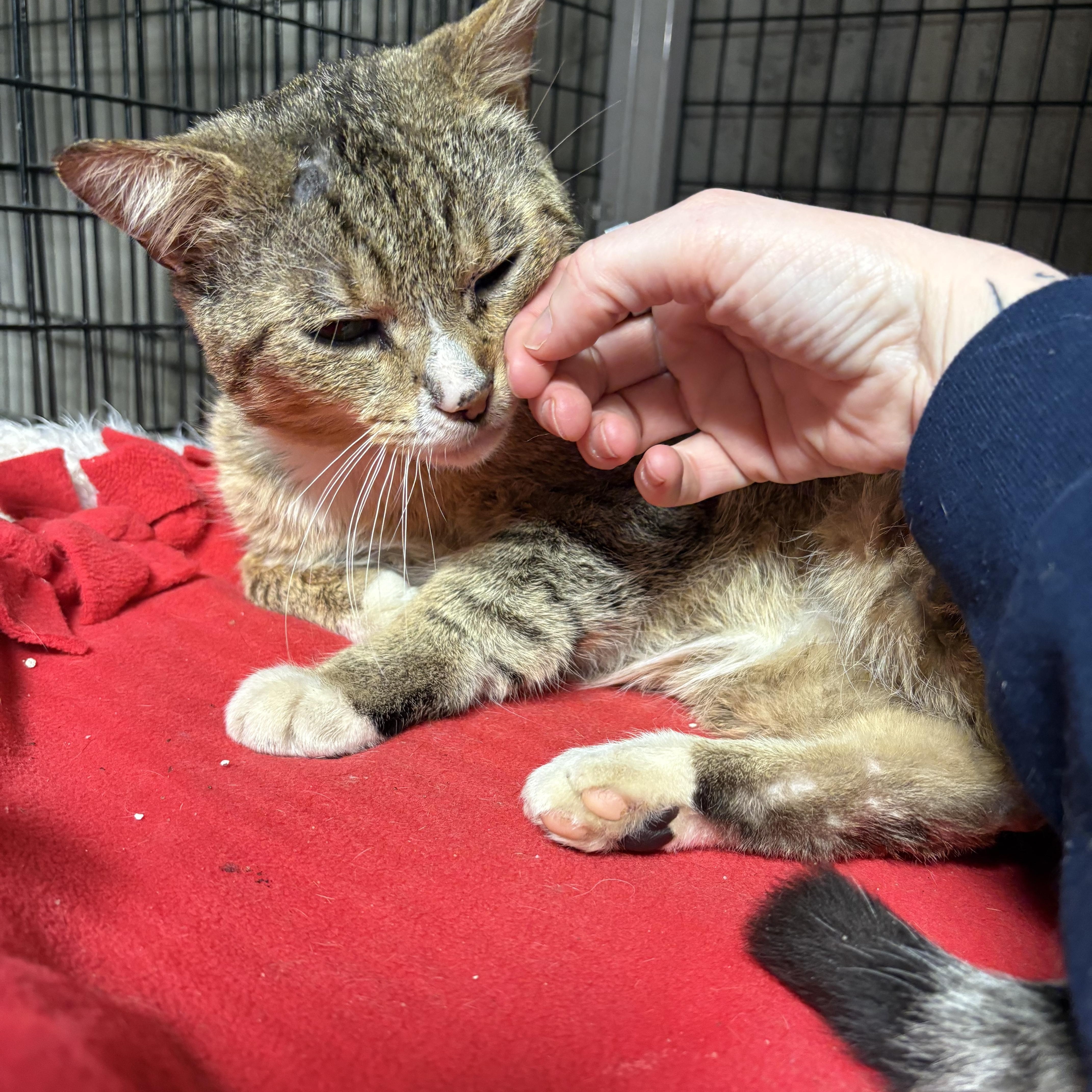 Enlarge Junior, a ADOPTABLE Domestic Short Hair in Thomaston, CT image 2/6