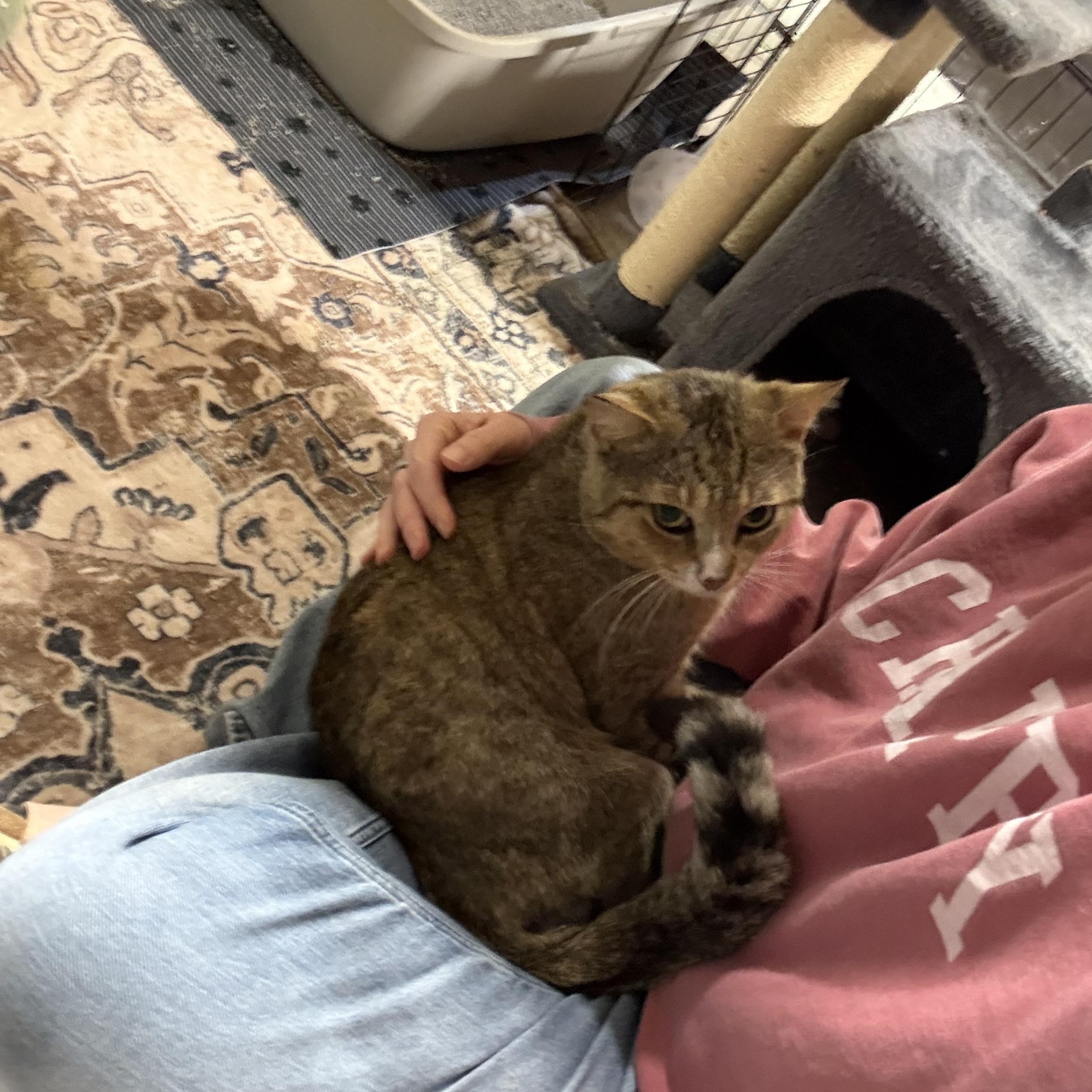 Enlarge Junior, a ADOPTABLE Domestic Short Hair in Thomaston, CT image 6/6