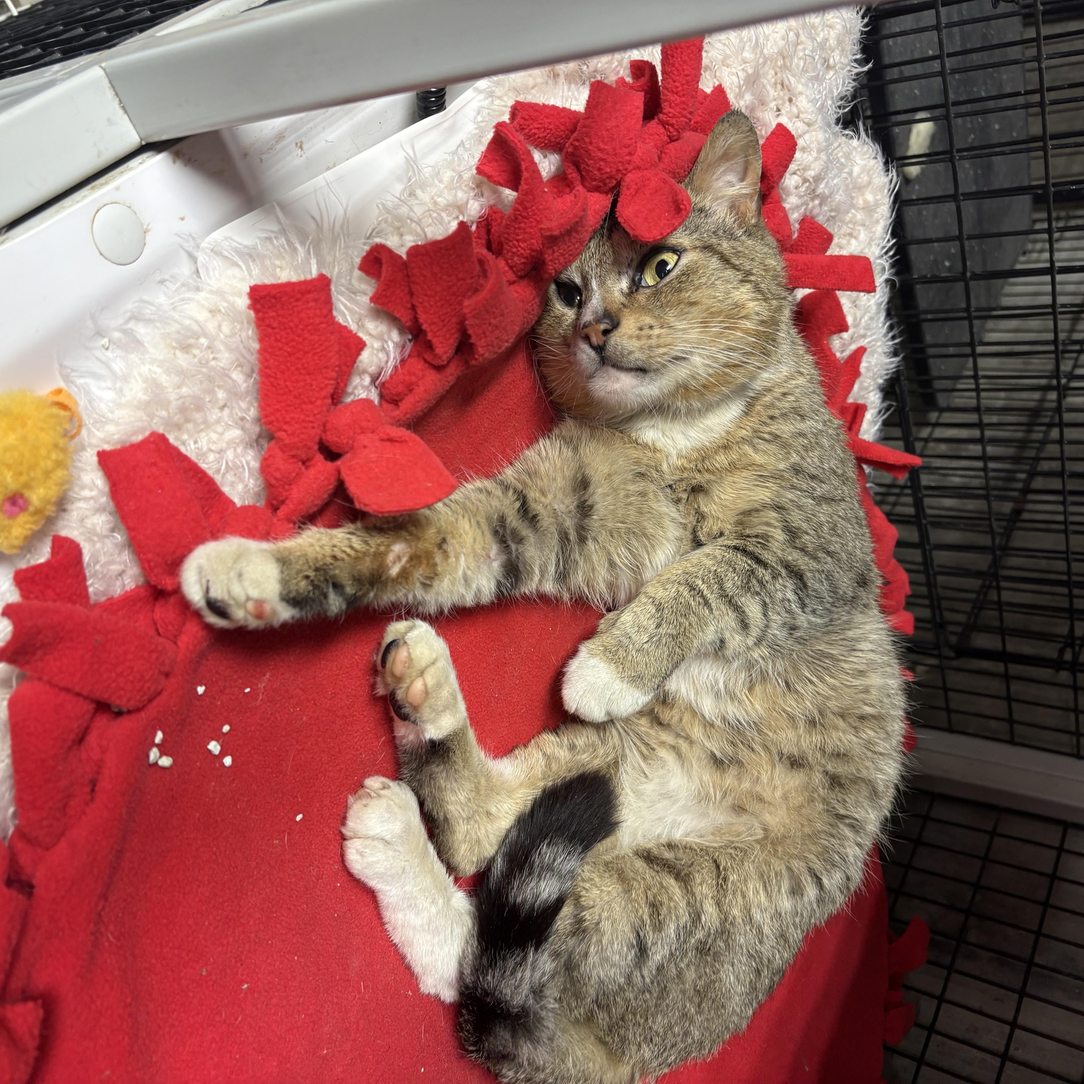 Enlarge Junior, a ADOPTABLE Domestic Short Hair in Thomaston, CT image 5/6