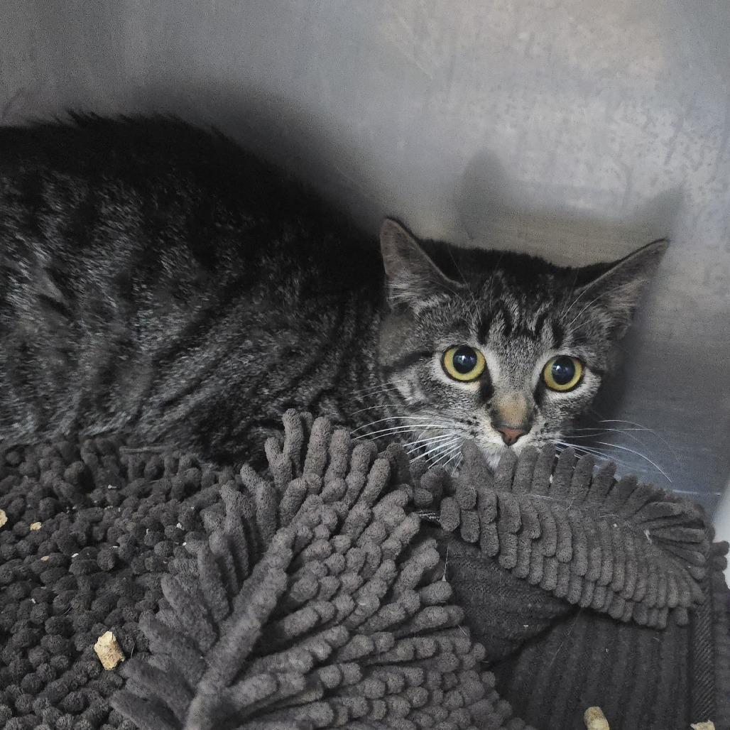 Enlarge Newt 26-0207, a Adoptable Domestic Short Hair in Yanceyville, NC image 1/1