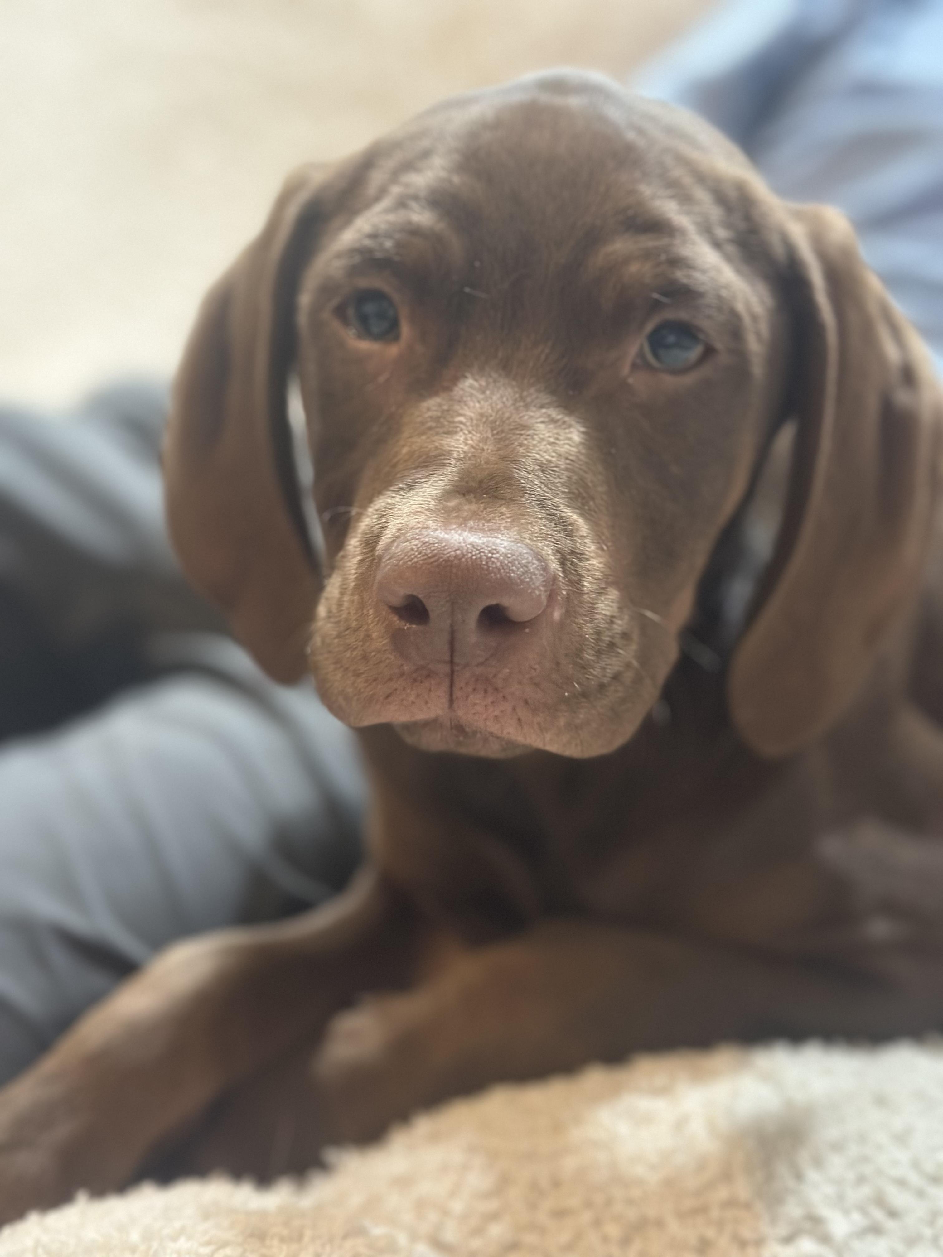 Enlarge Rooster, a Adopted mixed breed in Gadsden, AL image 1/5