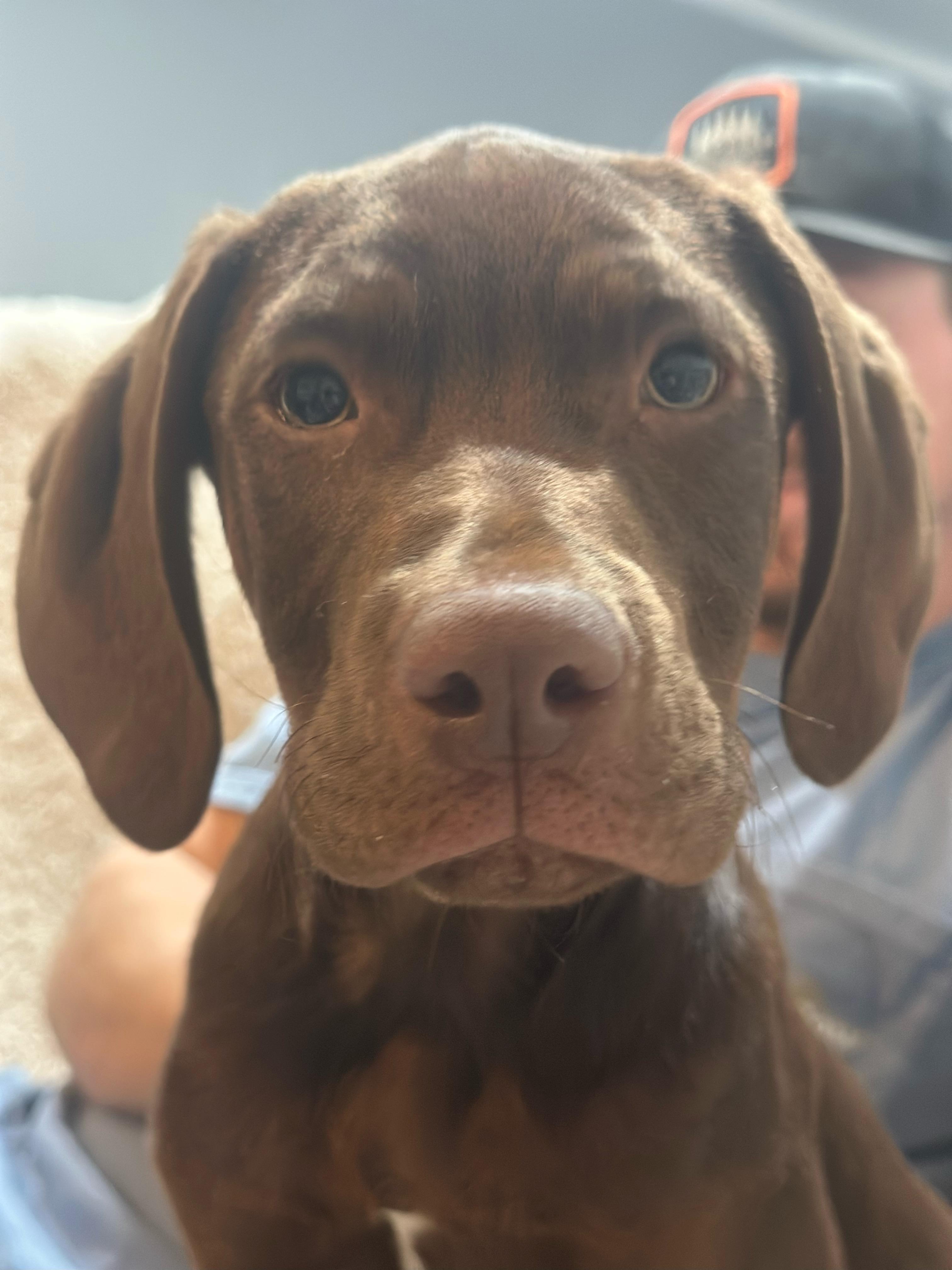 Rooster, Adopted, Young Male Bloodhound & Labrador Retriever.