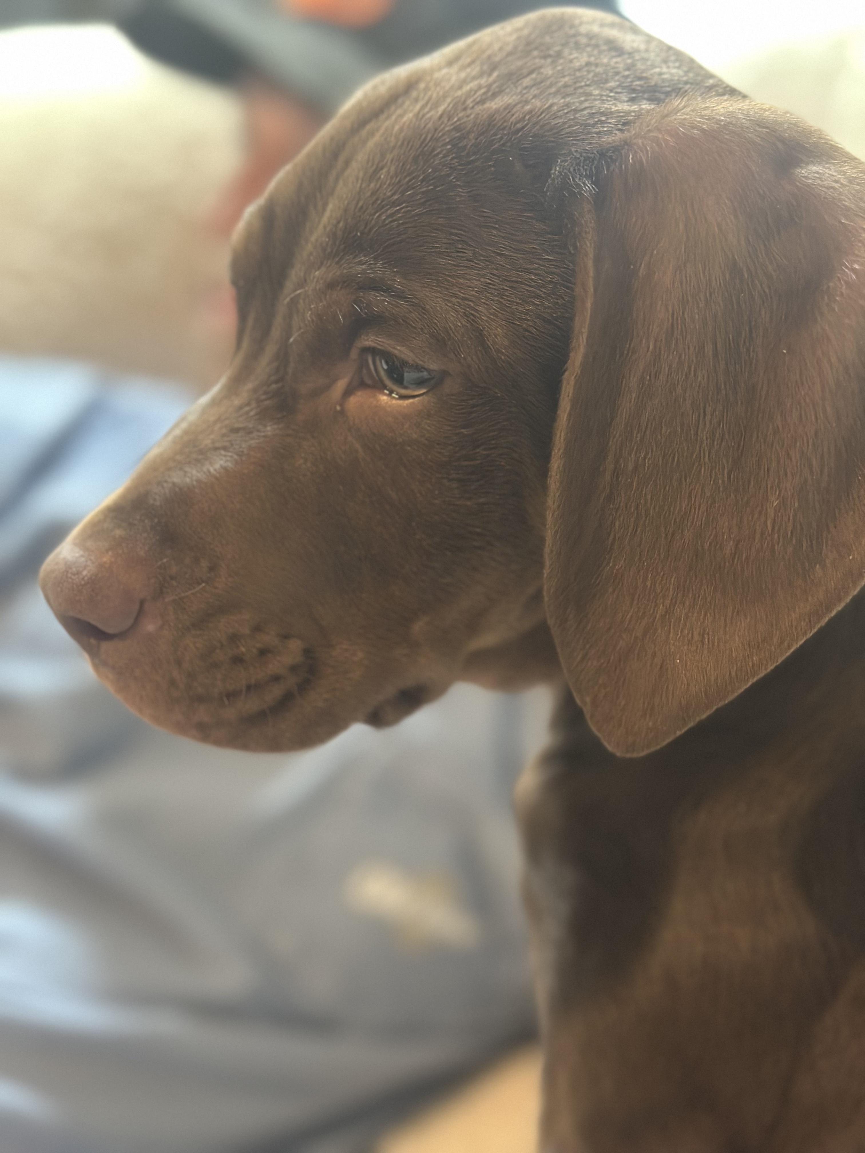 Enlarge Rooster, a Adopted mixed breed in Gadsden, AL image 3/5