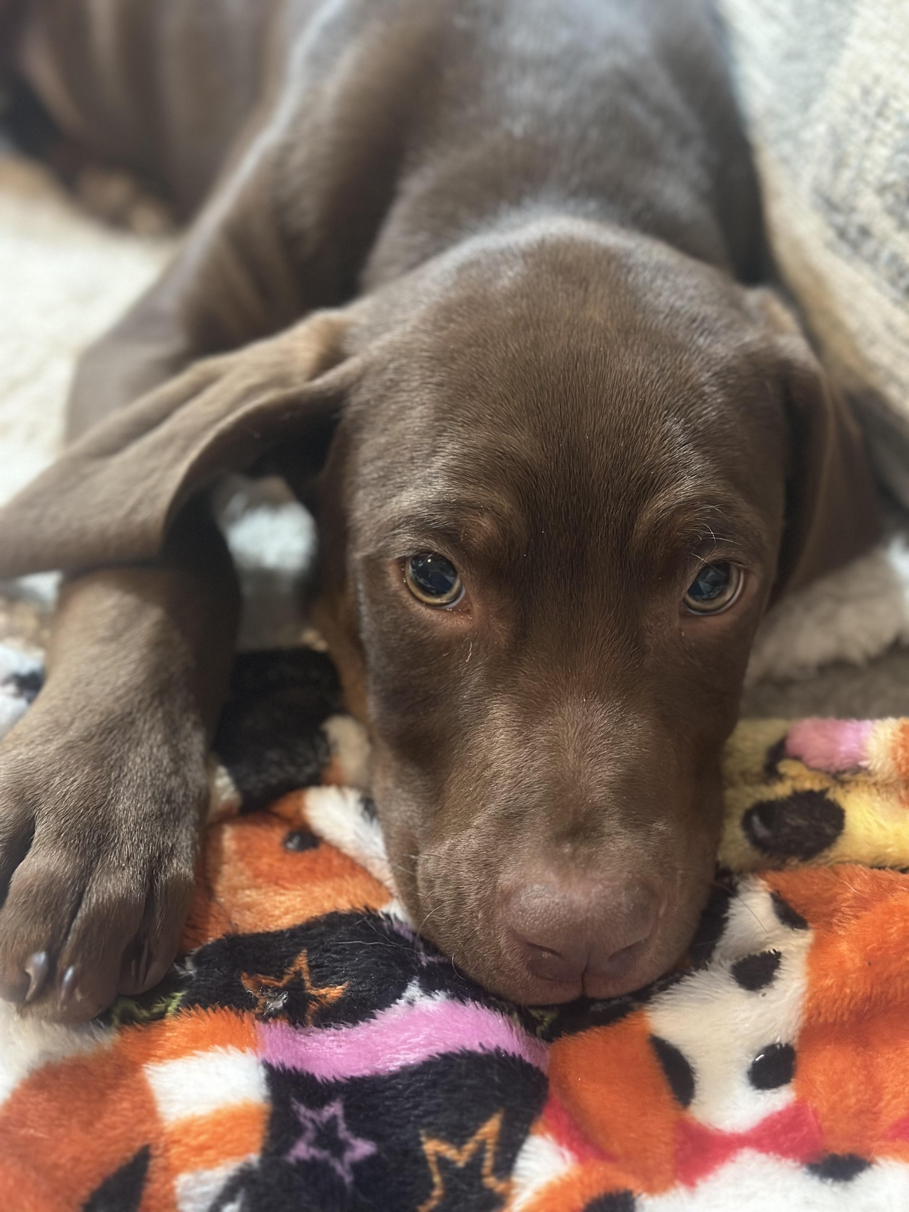 Enlarge Rooster, a Adopted mixed breed in Gadsden, AL image 4/5